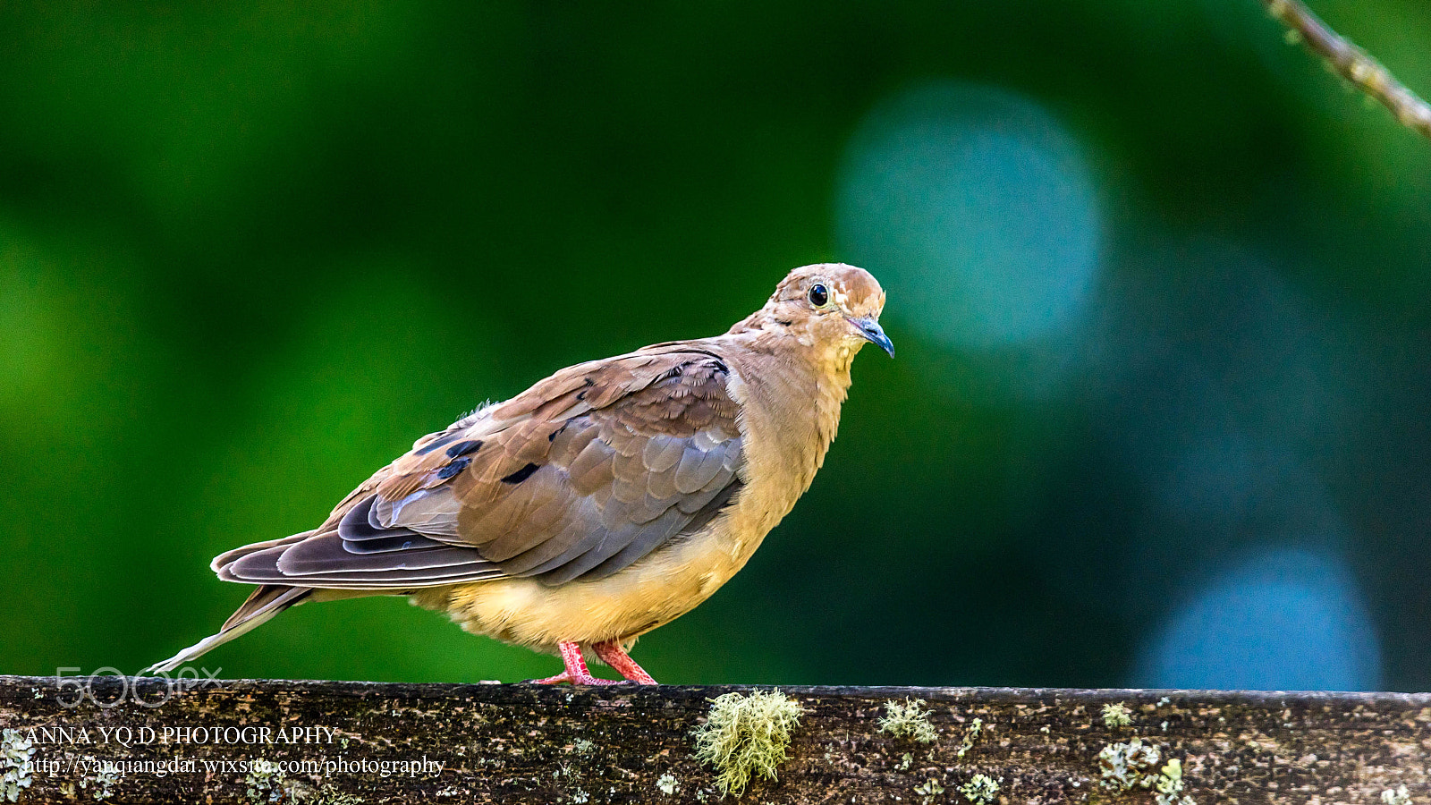 Sony a7 + Tamron SP 150-600mm F5-6.3 Di VC USD sample photo. Dove photography