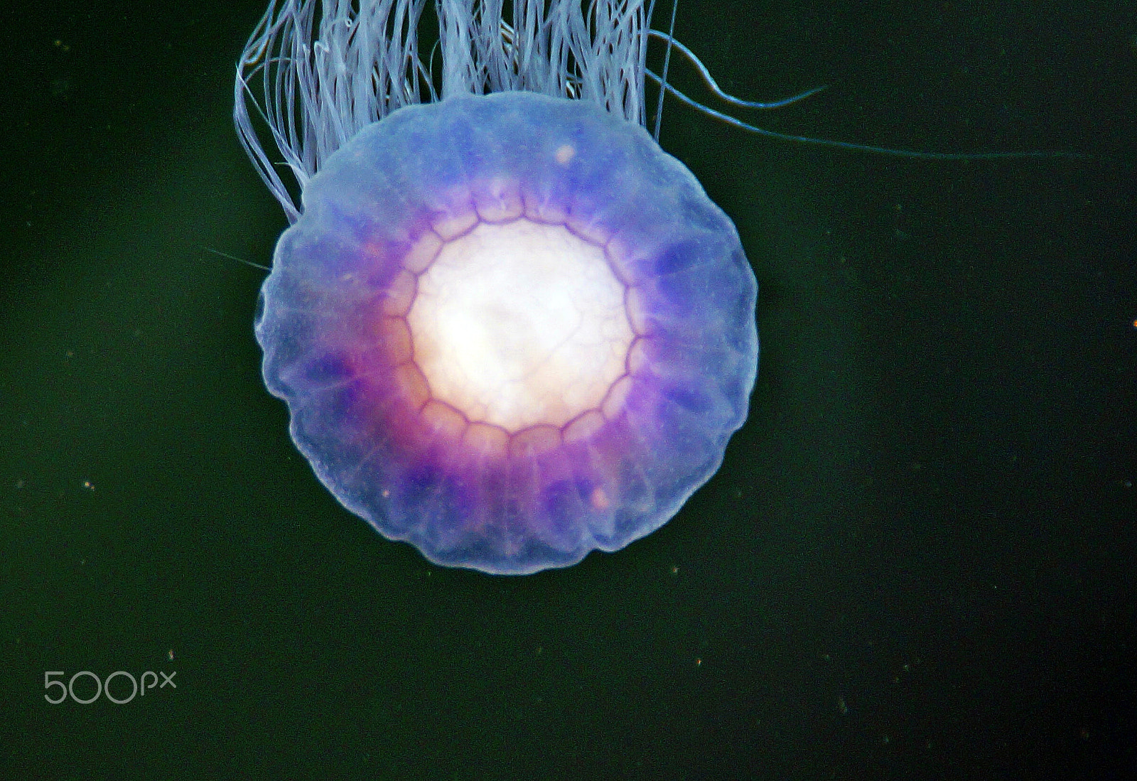 Sony DT 18-250mm F3.5-6.3 sample photo. Blue yelly fish photography