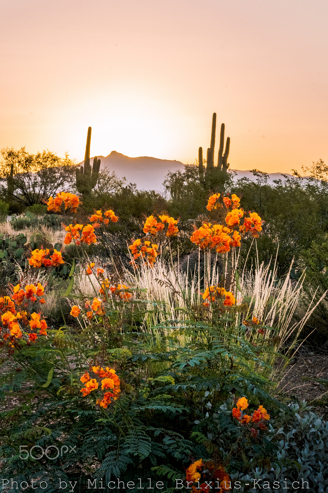 Nikon D7100 sample photo. Tangerine dreams photography