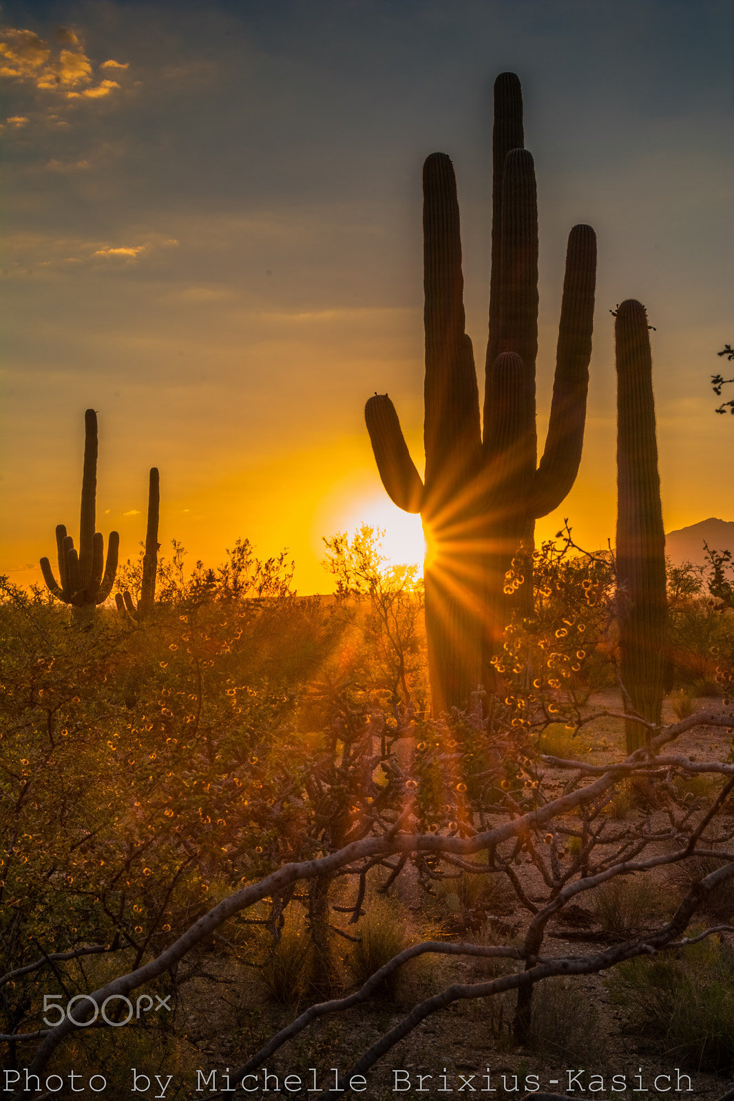 Nikon D7100 sample photo. A cactus waves goodbye to the sun photography