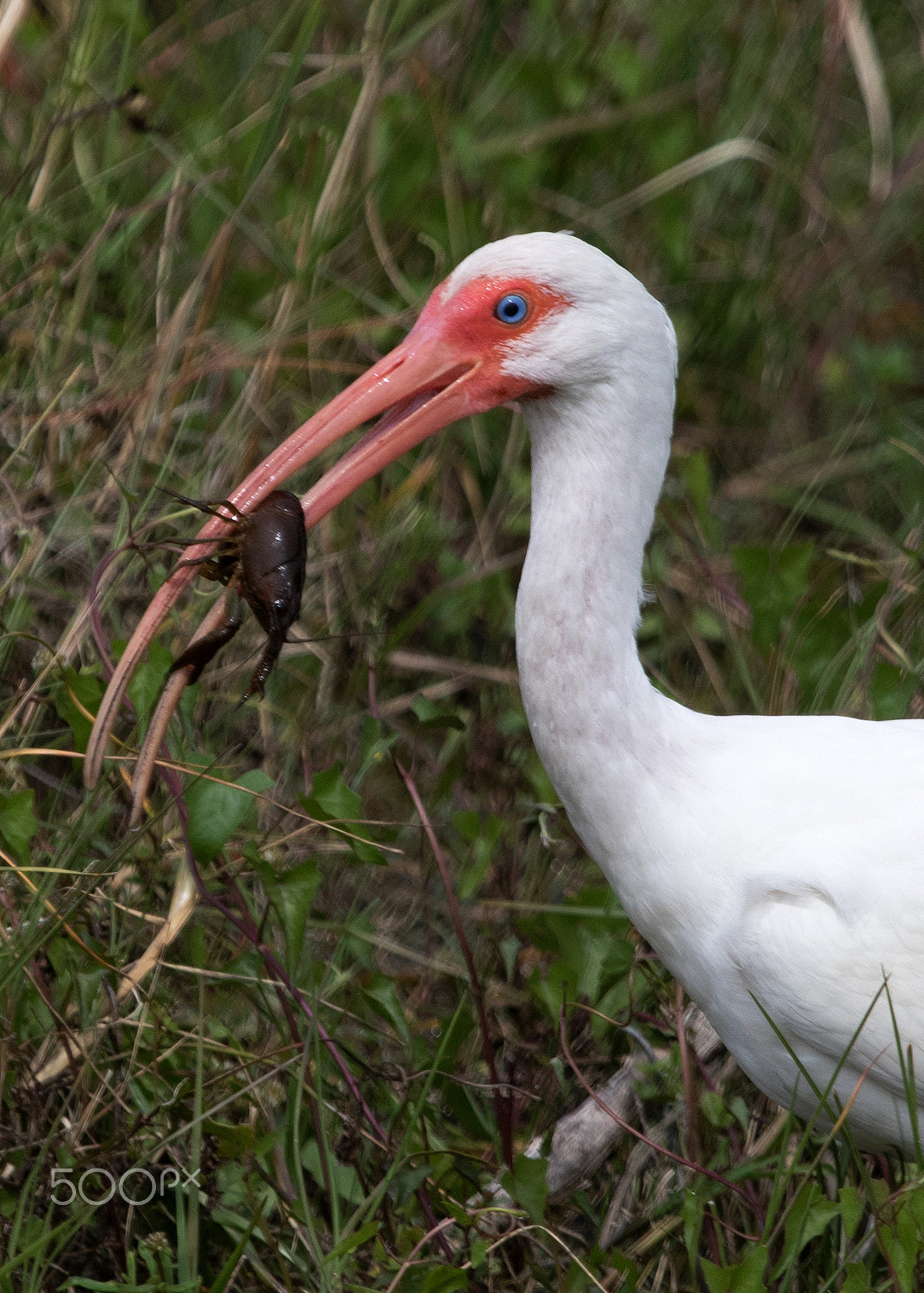 Canon EF 100-400mm F4.5-5.6L IS USM sample photo. White ibis photography