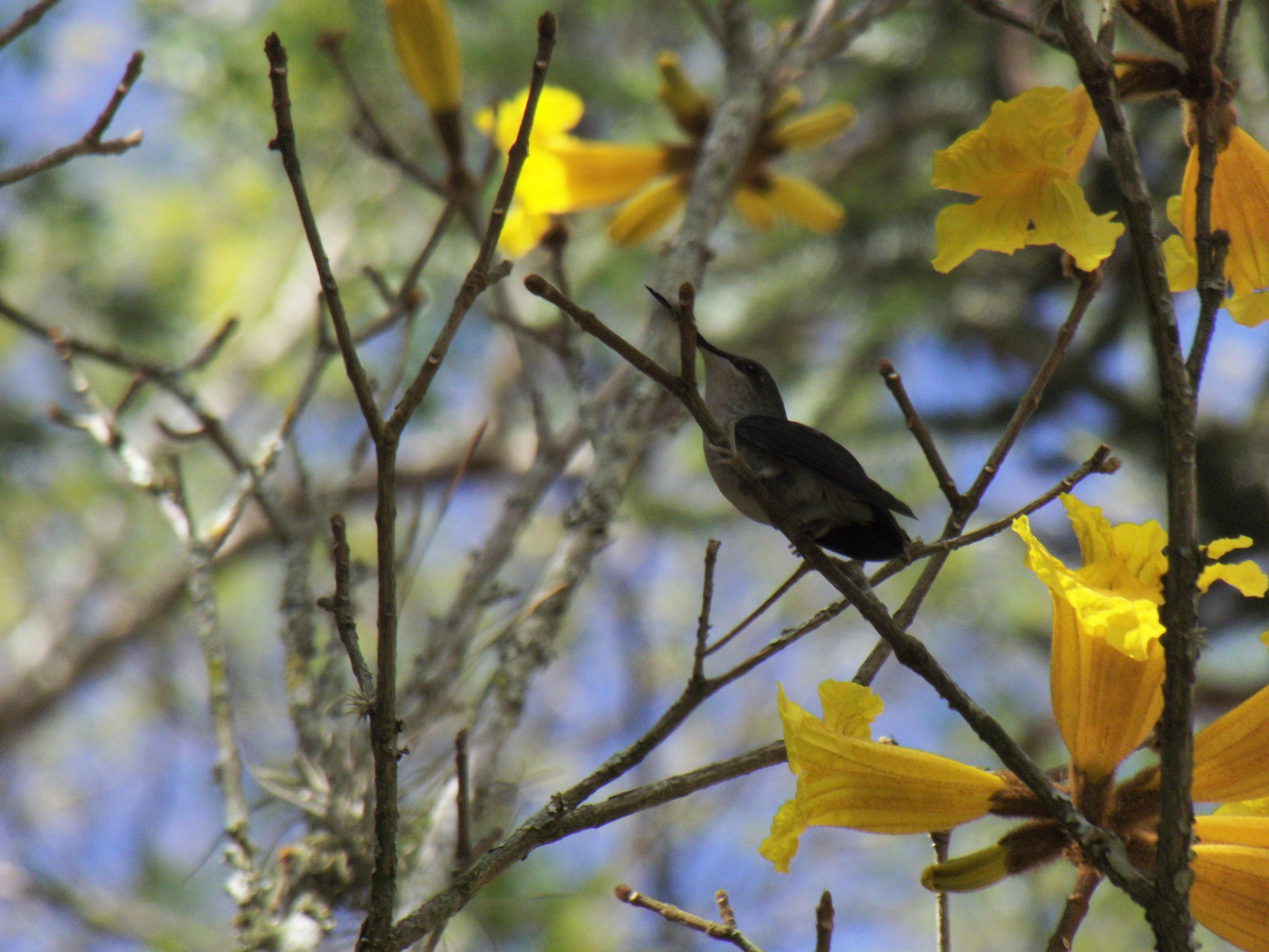 Fujifilm FinePix S2850HD sample photo. Hummingbird photography