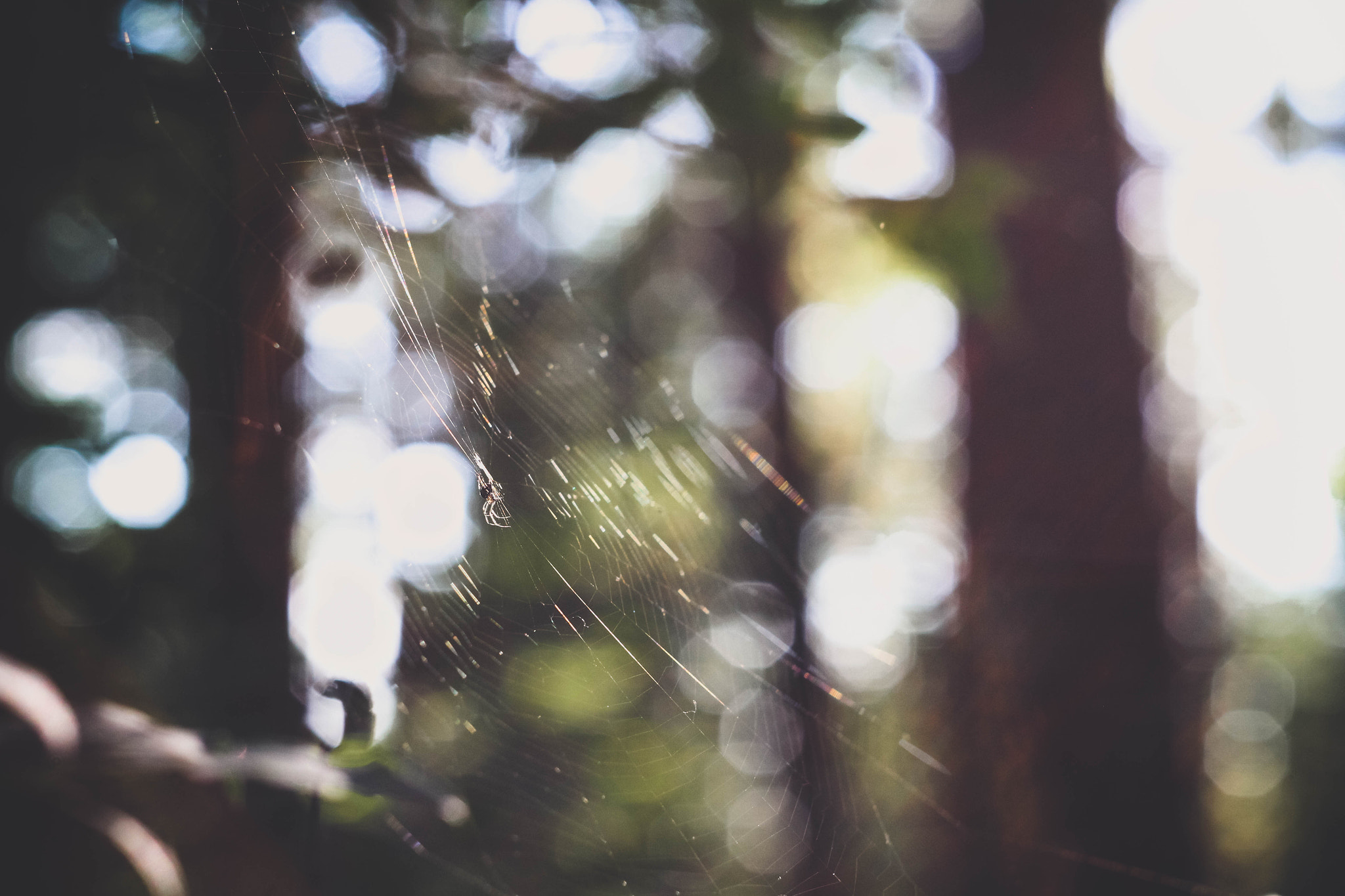 Canon EF 35-80mm f/4-5.6 sample photo. Spider photography