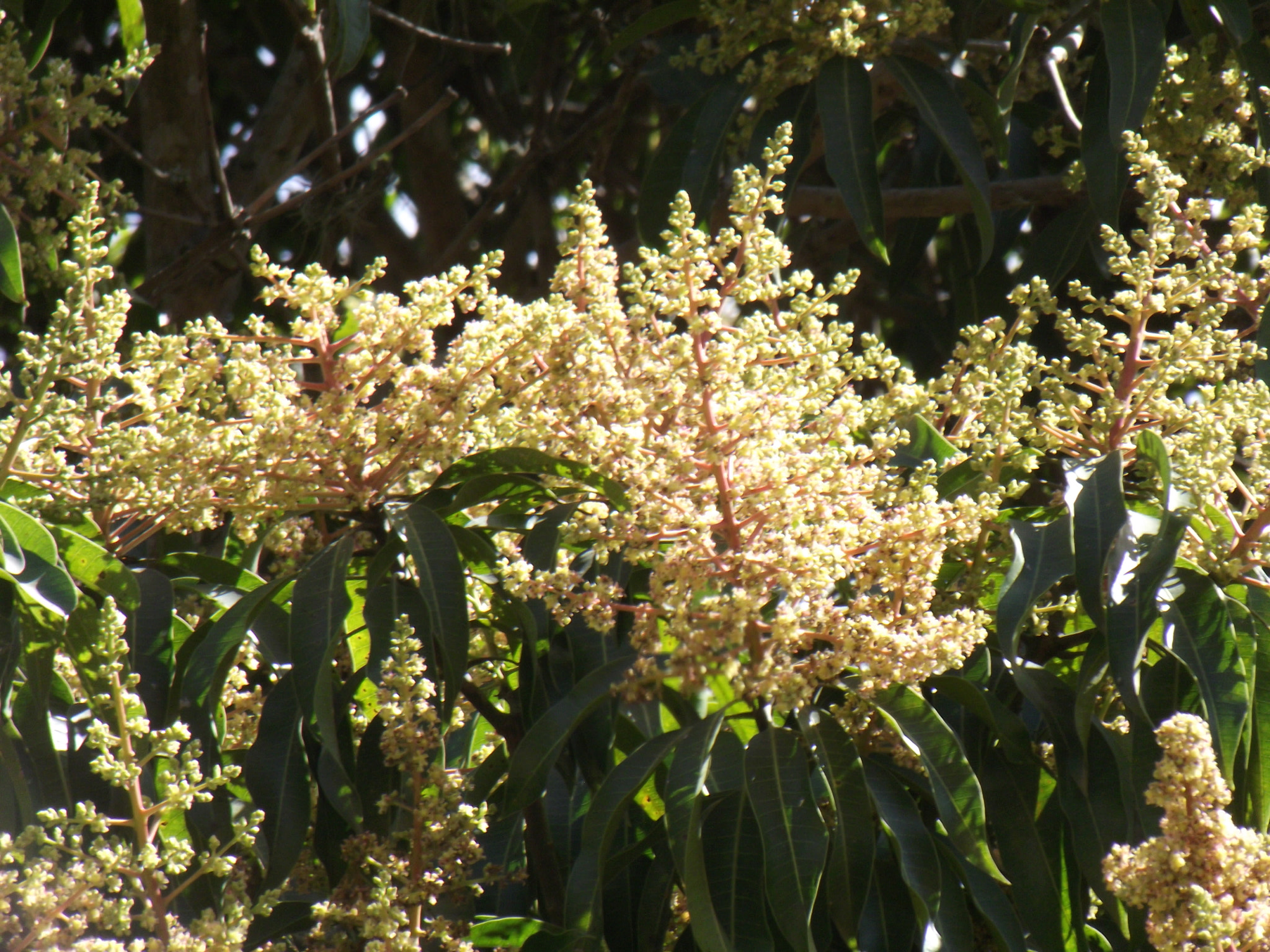 Fujifilm FinePix S2850HD sample photo. Mango flowers photography