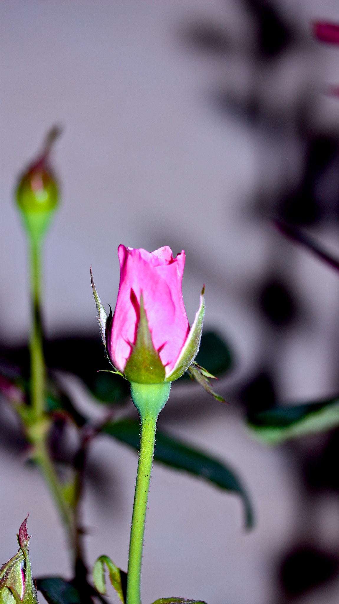 Canon EF-S 60mm F2.8 Macro USM sample photo. Beautiful bud photography