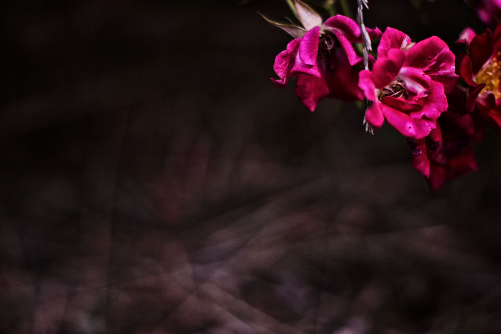 Sony SLT-A65 (SLT-A65V) + Sony DT 50mm F1.8 SAM sample photo. << la vie est belle >> photography