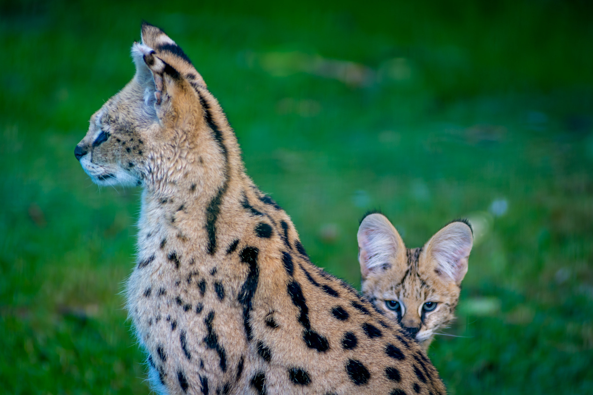AF Zoom-Nikkor 80-200mm f/2.8 ED sample photo. Serval with kitten photography
