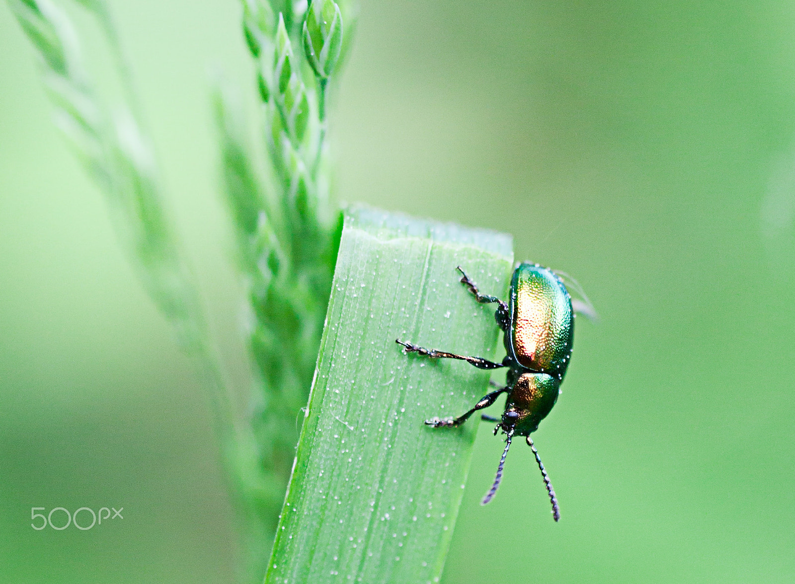 Canon EOS 500D (EOS Rebel T1i / EOS Kiss X3) + Canon EF 50mm F2.5 Macro sample photo. Miniature colours photography