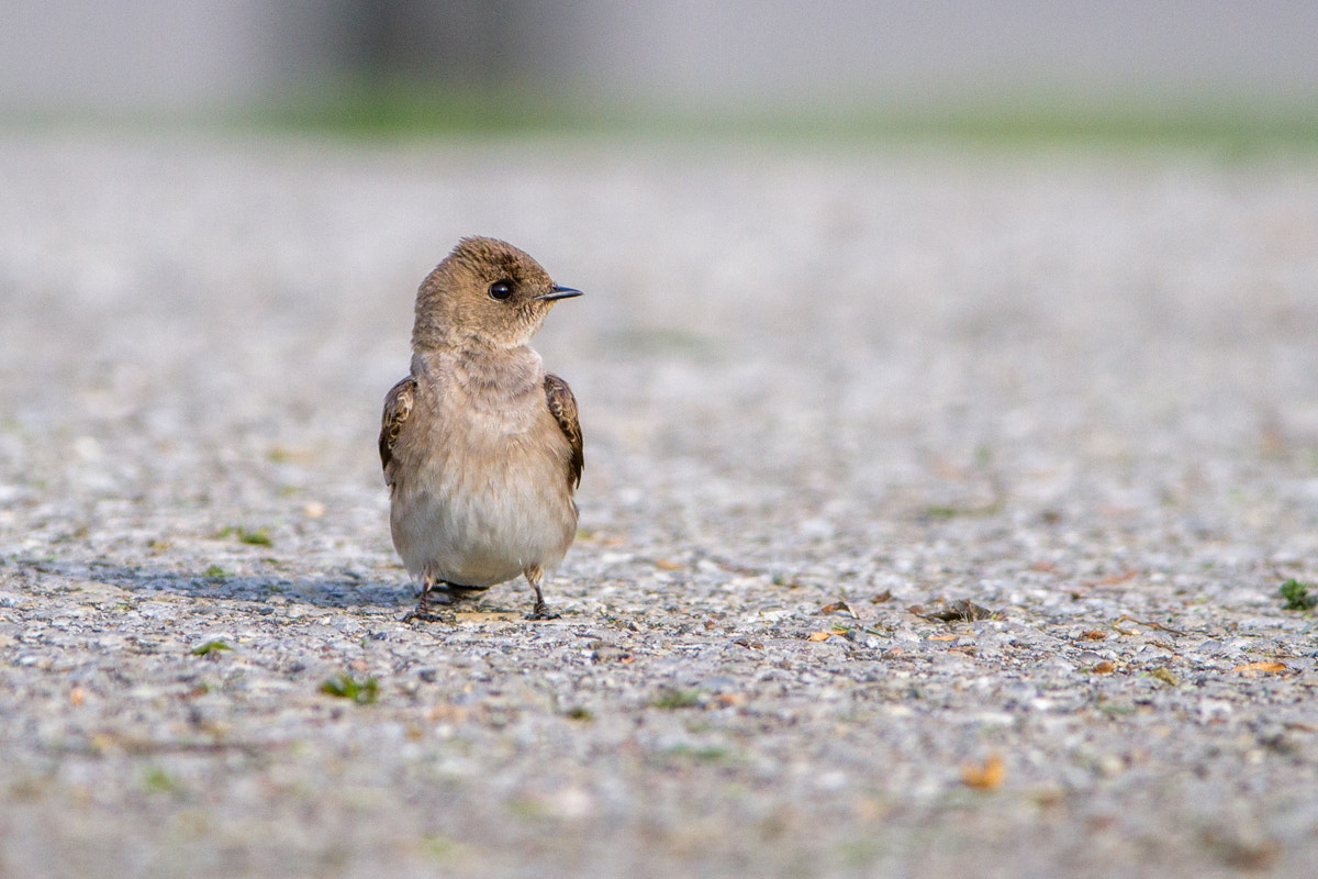 Canon EF 200-400mm F4L IS USM Extender 1.4x sample photo. Northern rough-winged swallow photography