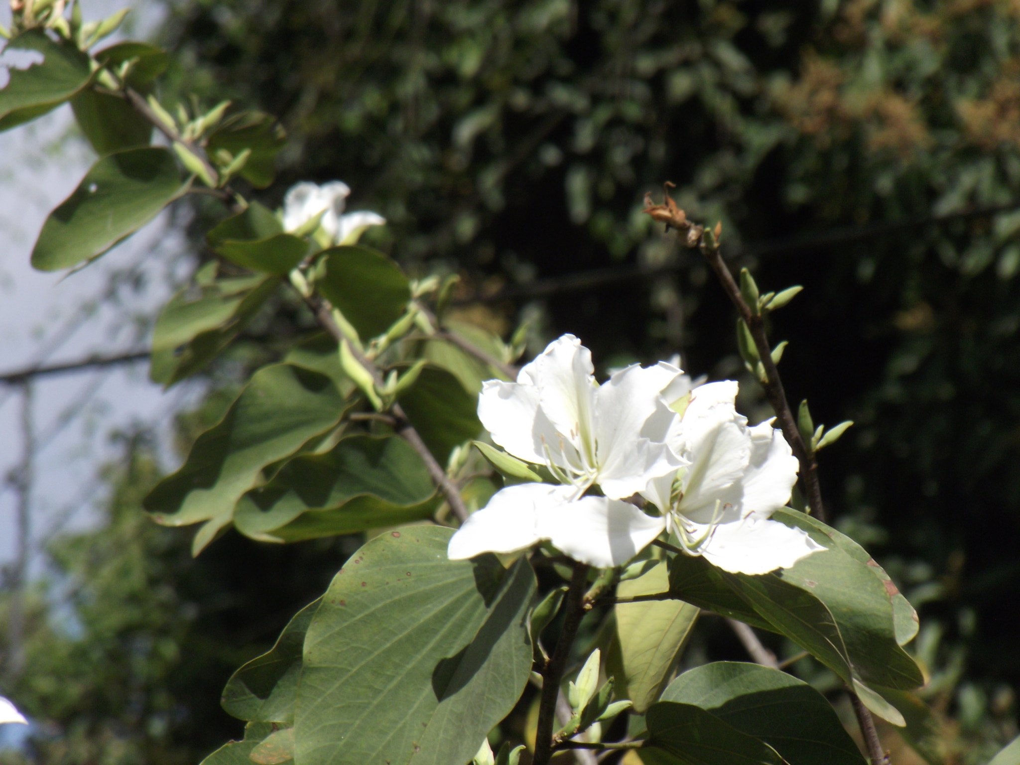 Fujifilm FinePix S2850HD sample photo. White bouquet photography