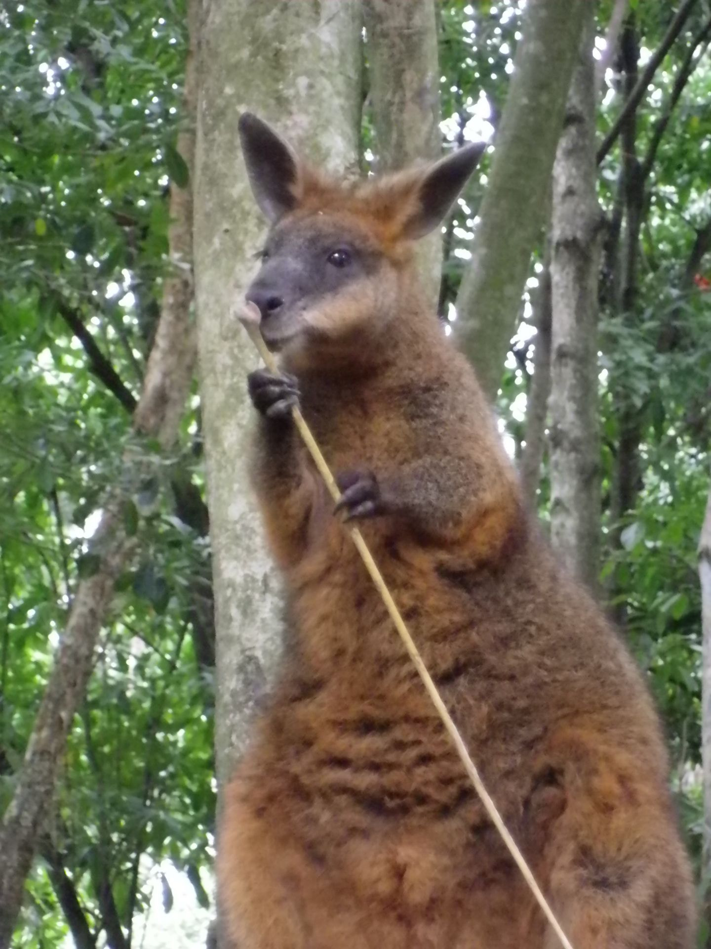 Pentax Optio H90 sample photo. Cairns zoo photography