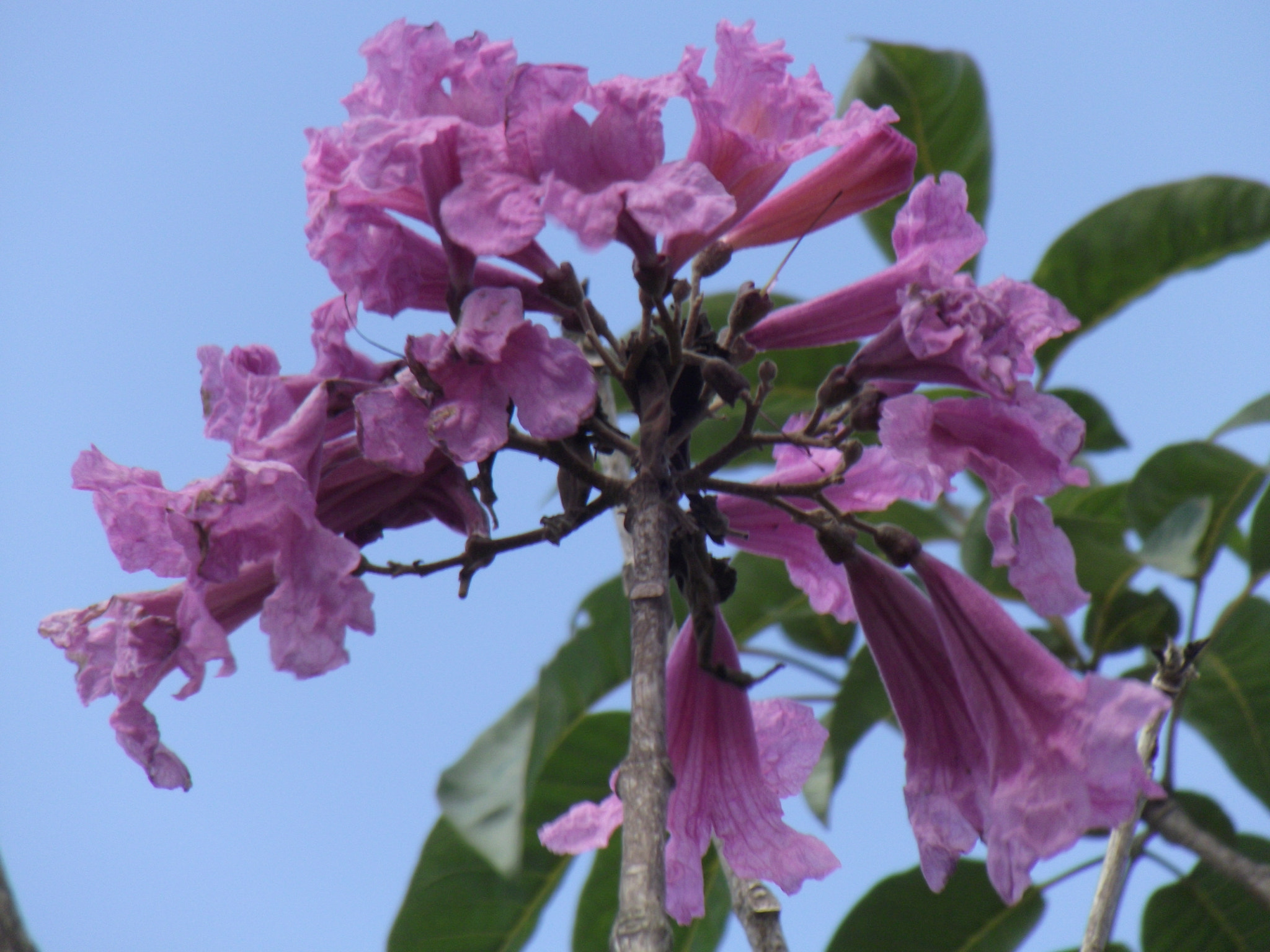 Fujifilm FinePix S2850HD sample photo. Tabebuia longiflora roxo photography