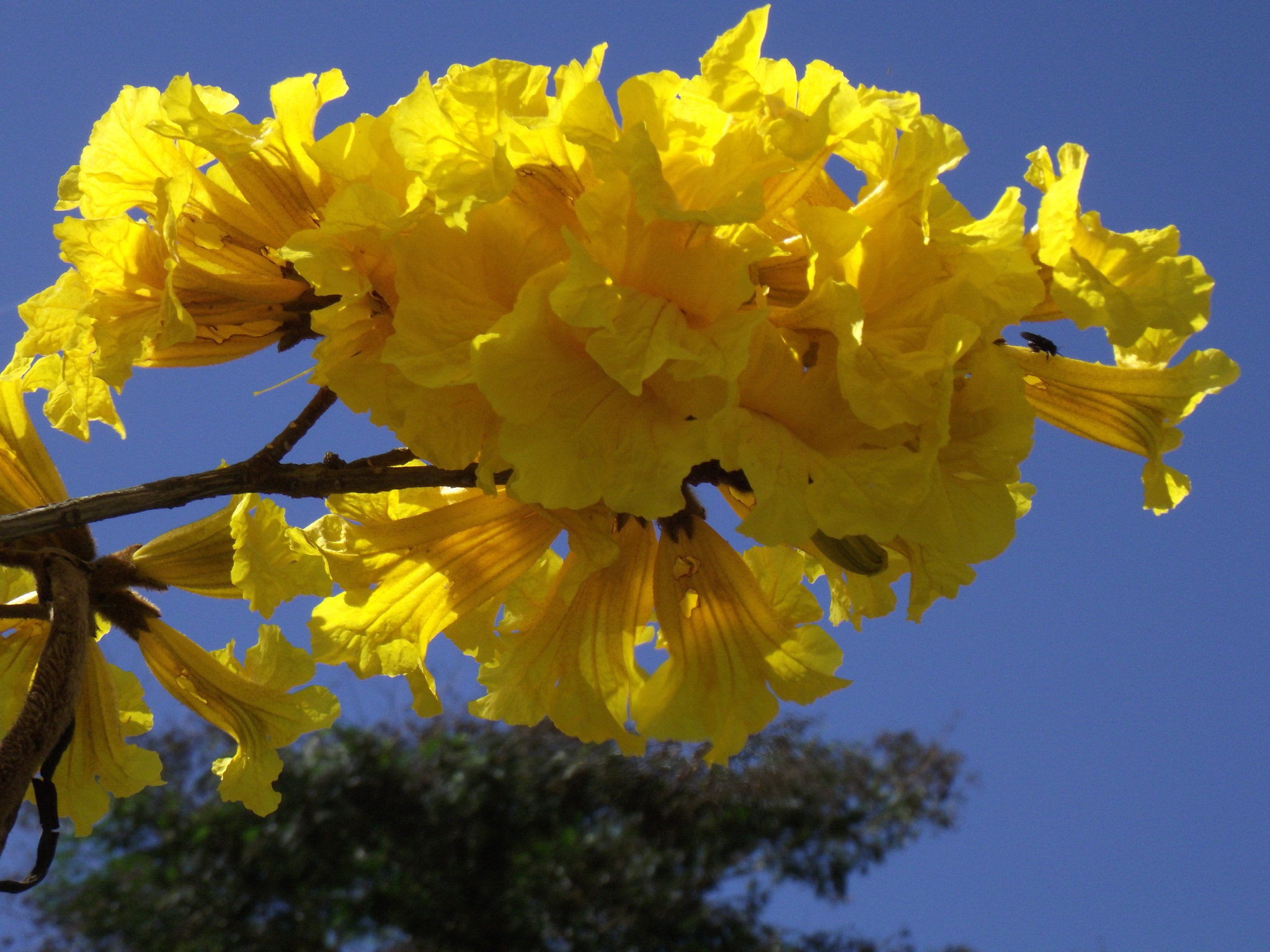 Fujifilm FinePix S2850HD sample photo. Tabebuia longiflora amarelo photography