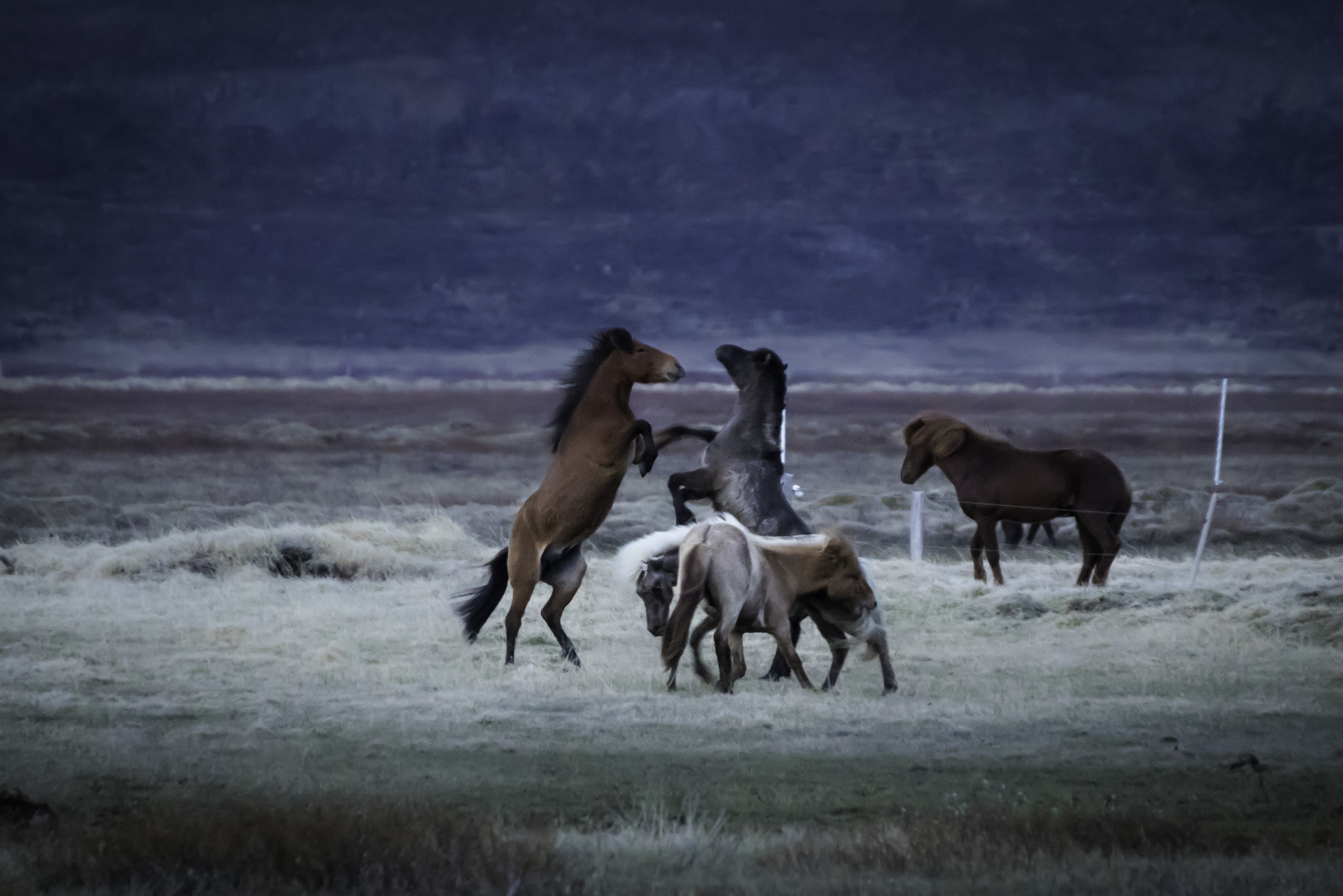 Tamron SP 35mm F1.8 Di VC USD sample photo. Crazy horses at midnight photography