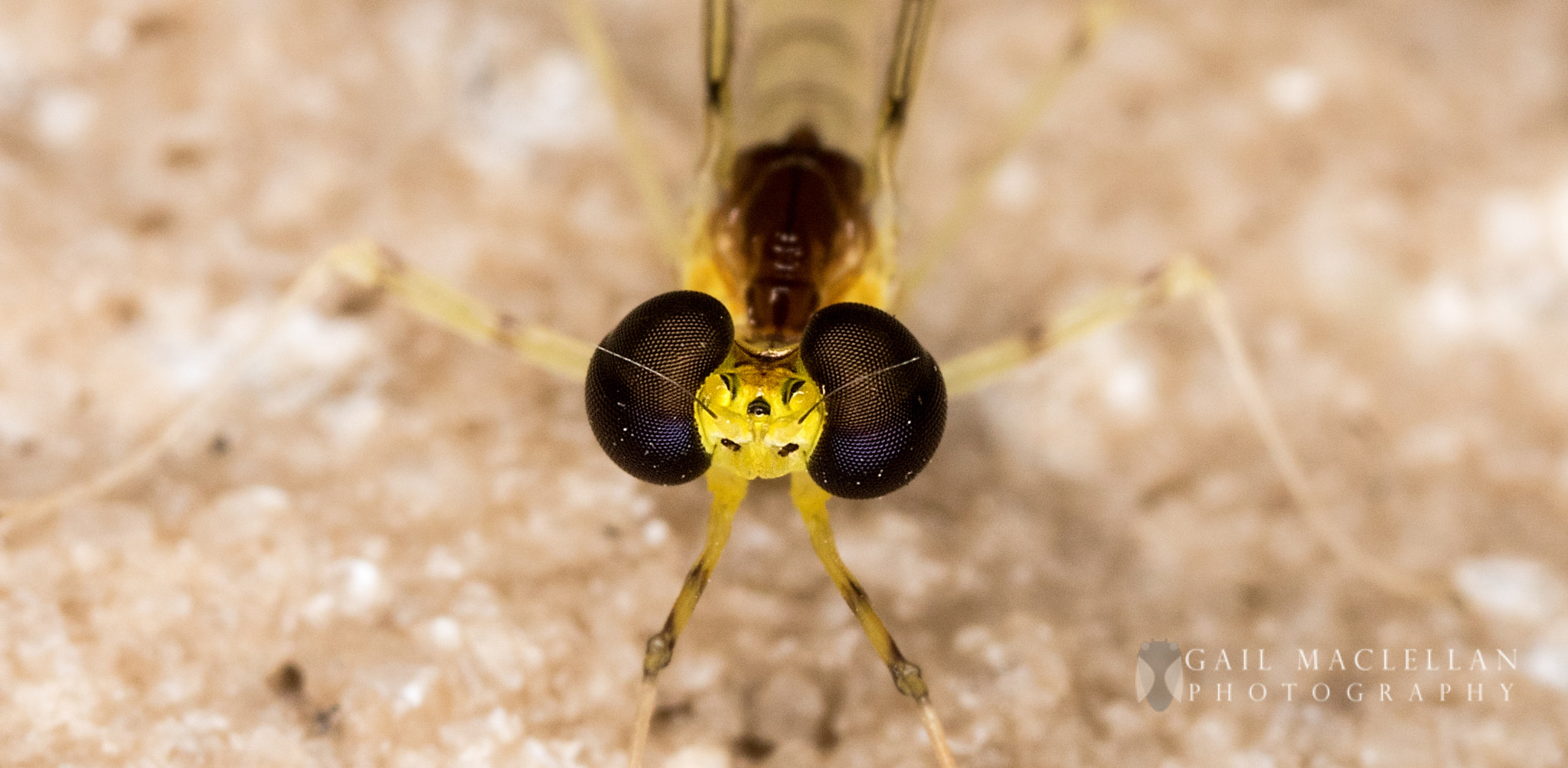 Canon MP-E 65mm F2.5 1-5x Macro Photo sample photo. Mayfly photography