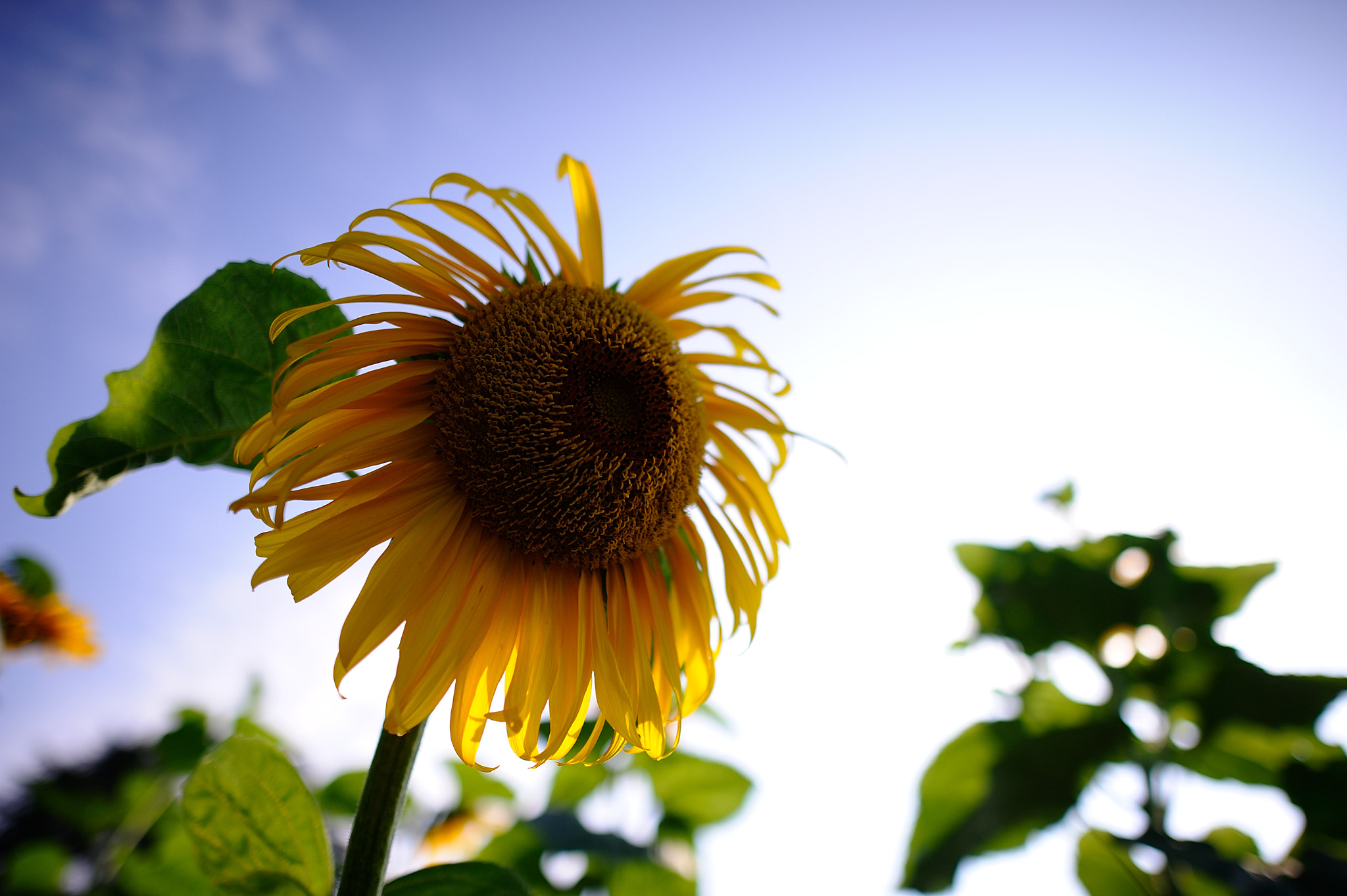 Nikon D700 + Nikon AF-S Nikkor 24mm F1.4G ED sample photo. D7h_5426.jpg photography