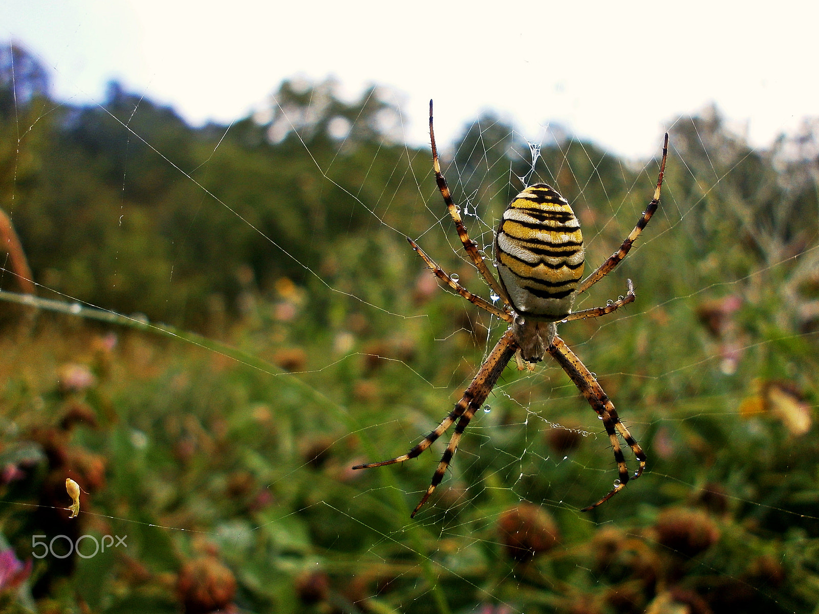 Olympus VG110,D700 sample photo. Spider photography