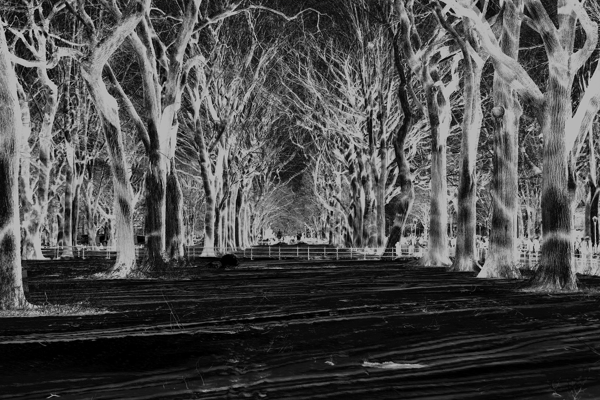 Canon EOS 1000D (EOS Digital Rebel XS / EOS Kiss F) sample photo. Negative trees photography