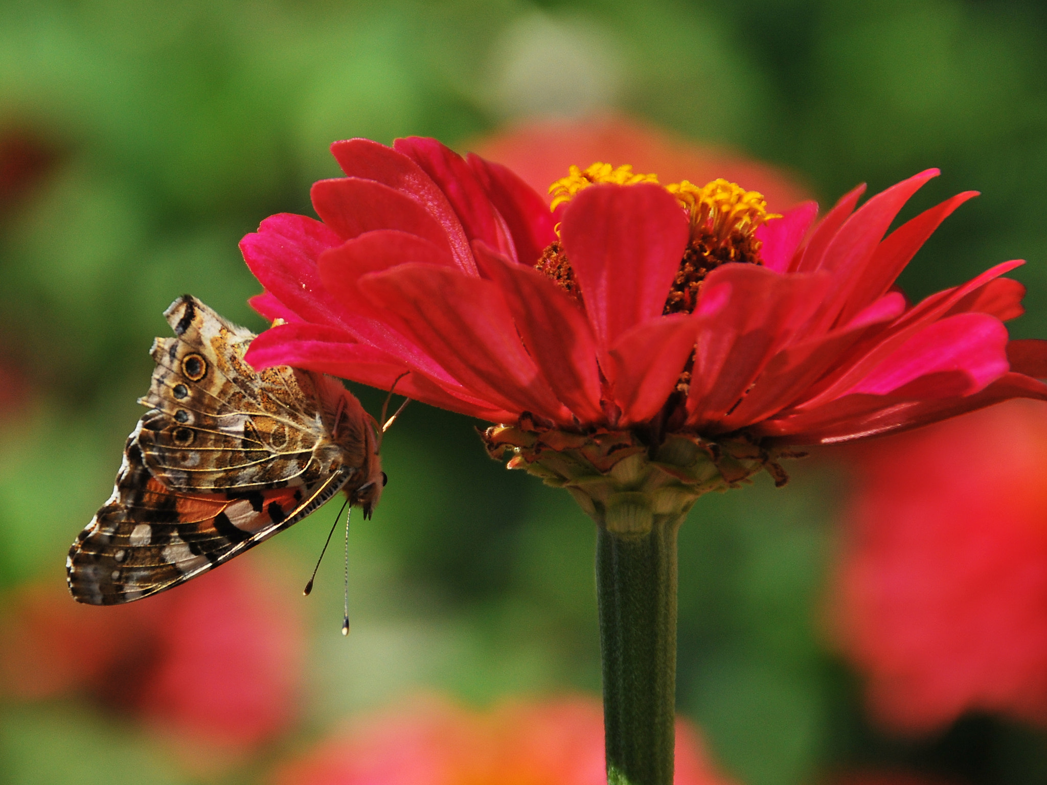 Nikon D60 sample photo. Butterfly head down photography