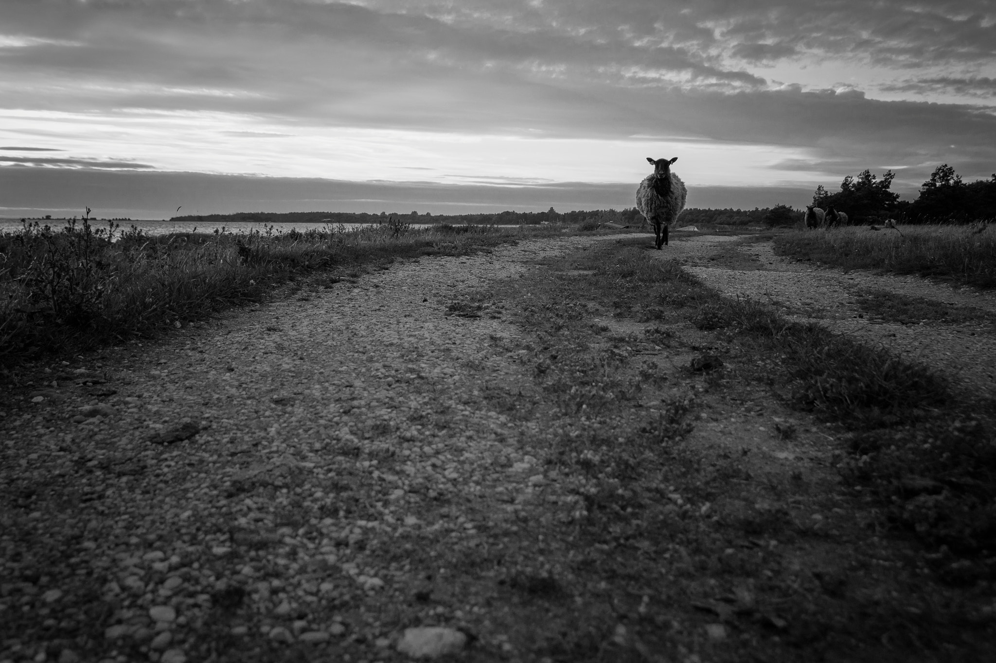Canon EOS M3 sample photo. Gotland - klintehamn - sheep photography
