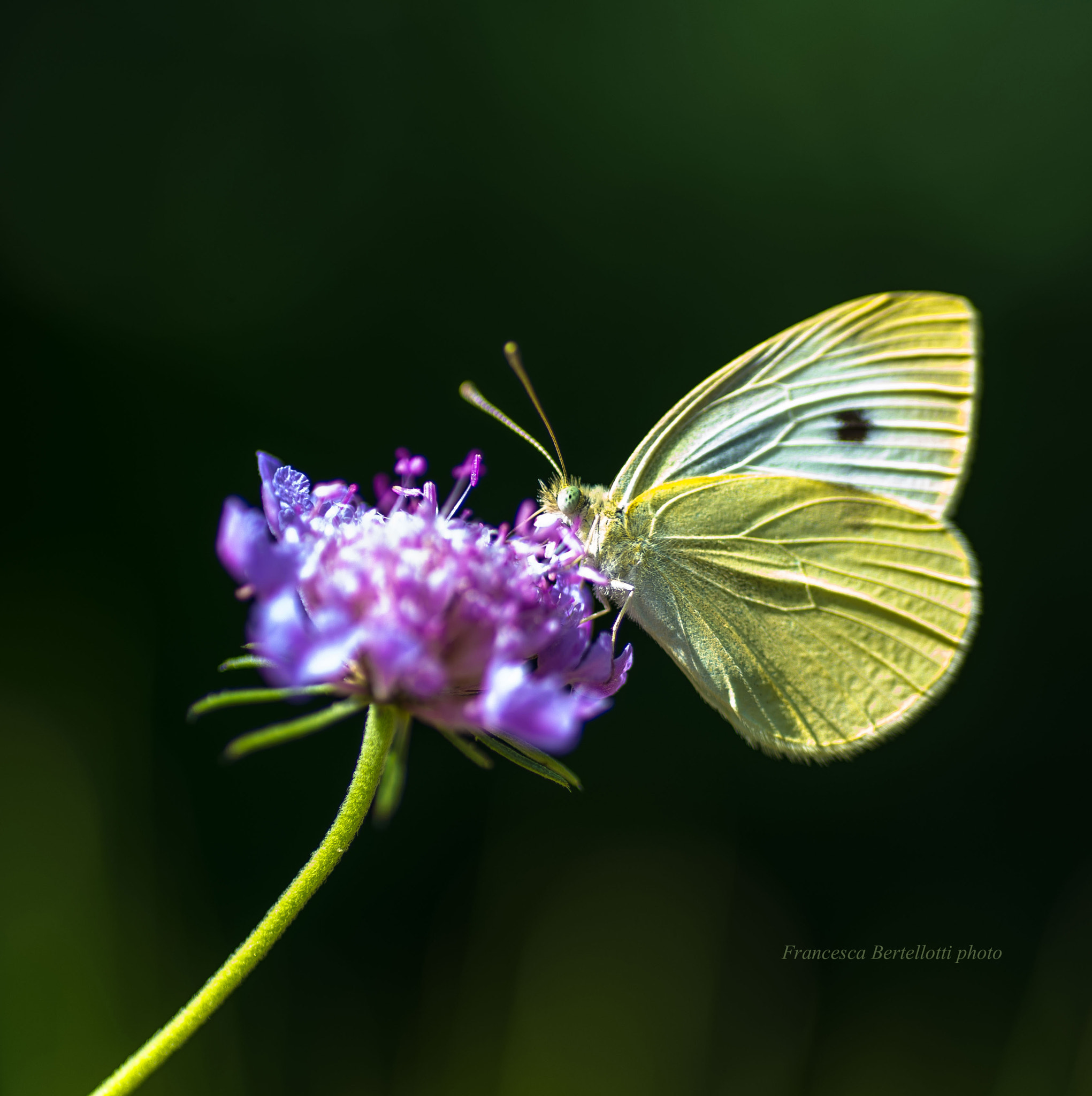 Nikon D600 sample photo. Butterfly 1 photography