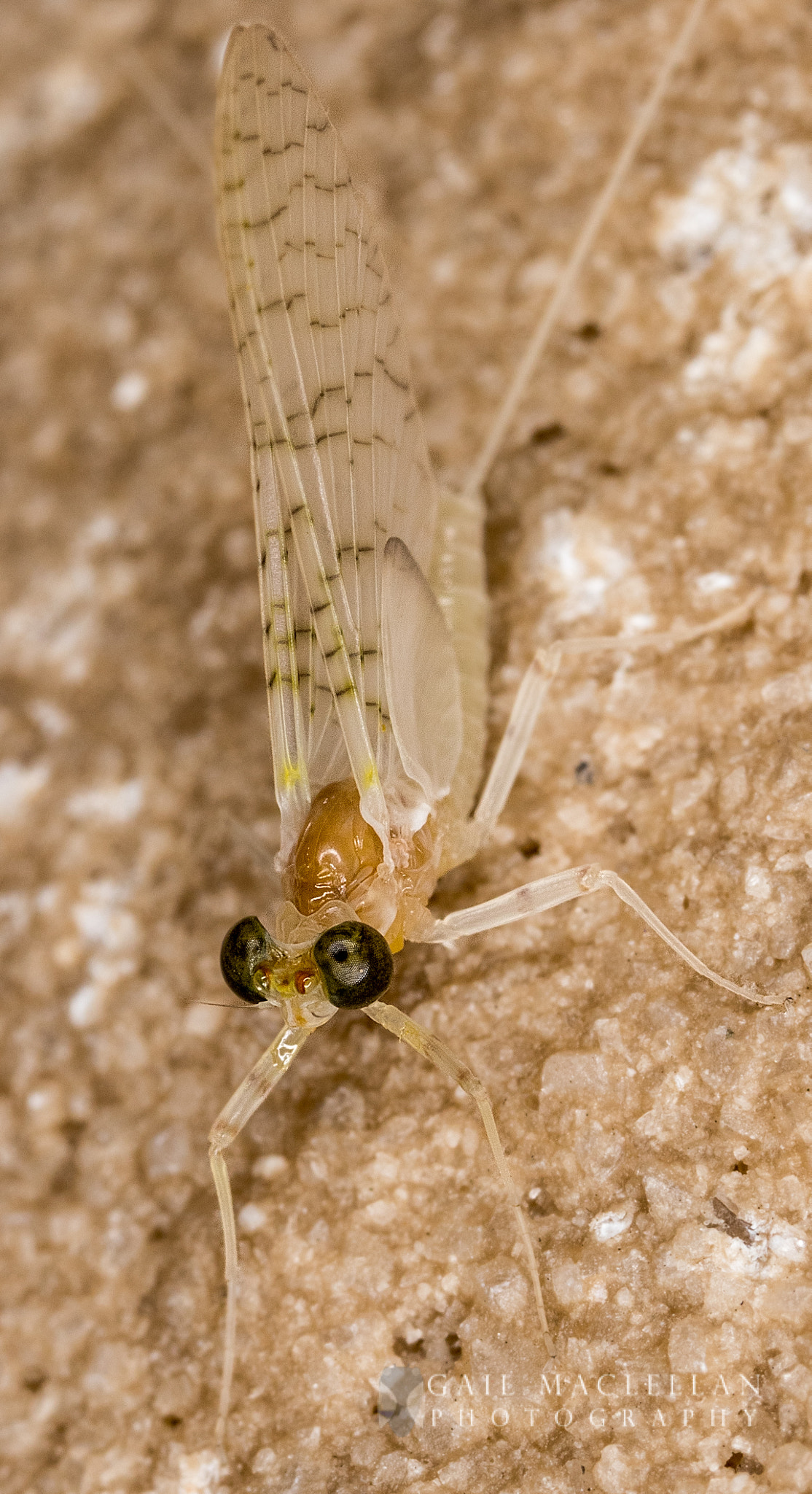 Canon MP-E 65mm F2.5 1-5x Macro Photo sample photo. Mayfly photography