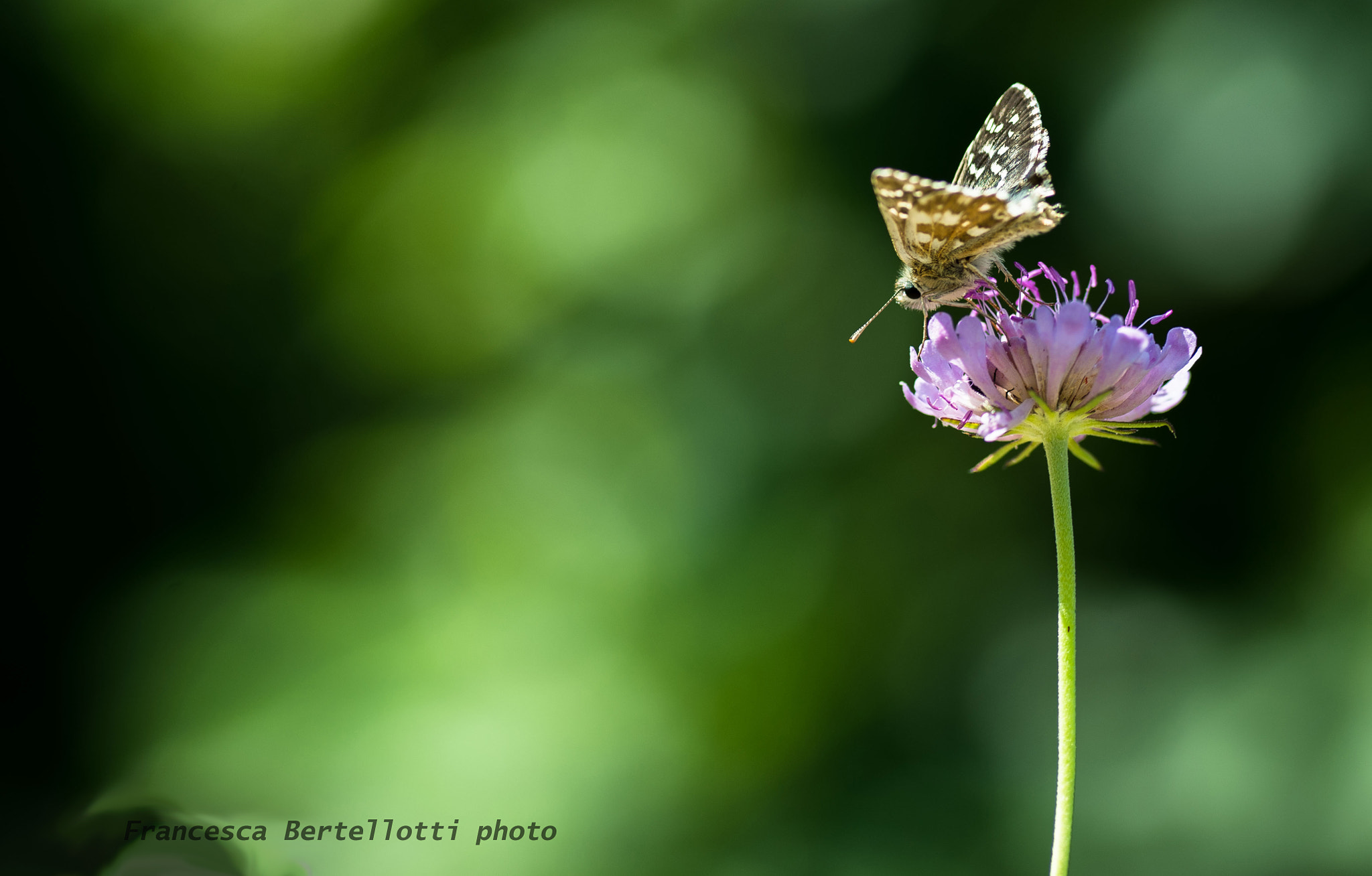 Nikon D600 sample photo. Butterfly 2 photography