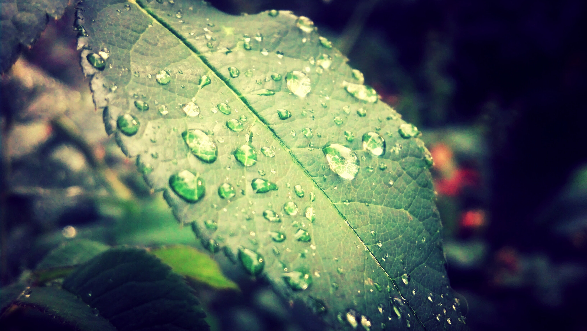Motorola DROID RAZR sample photo