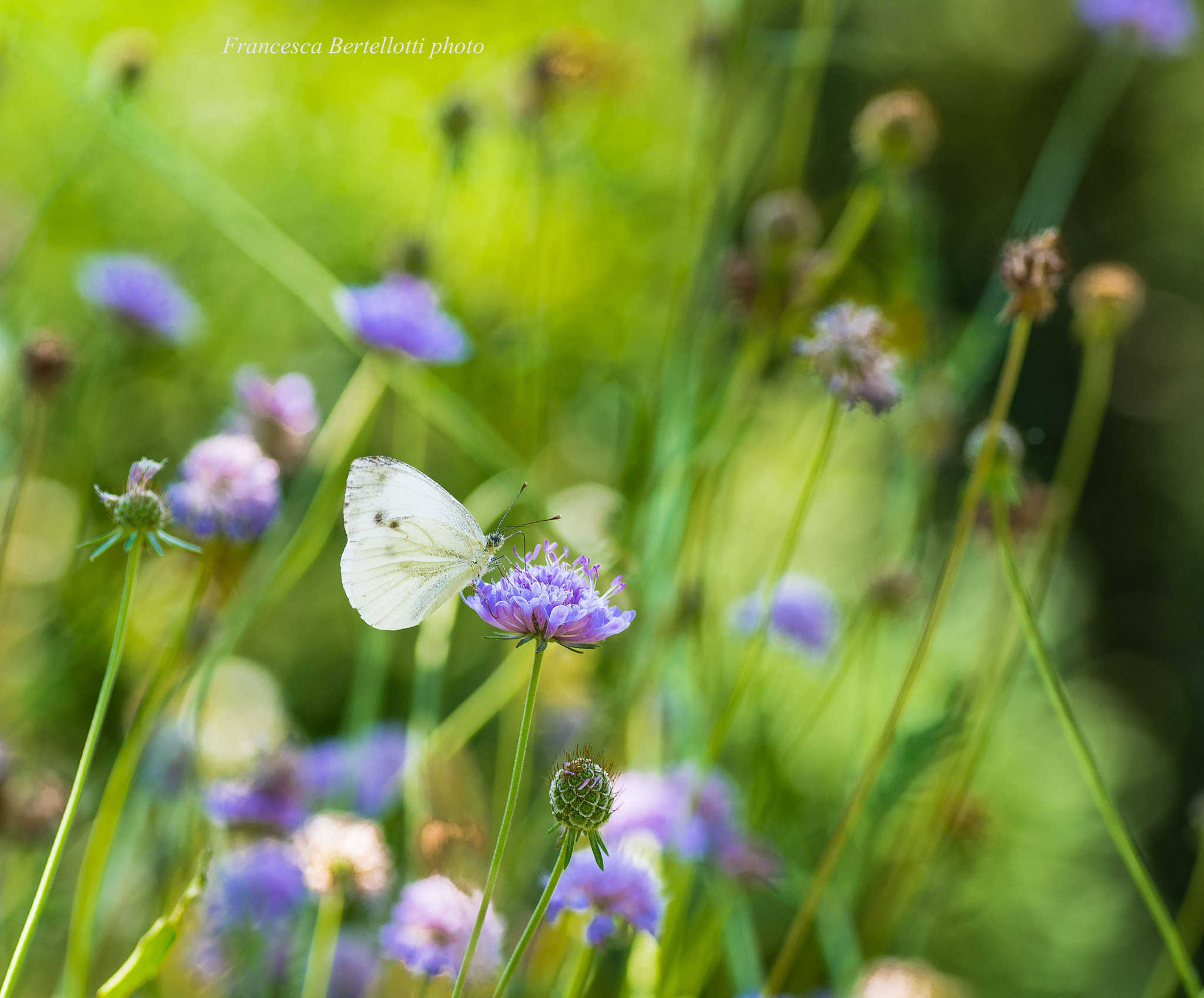 Nikon D600 sample photo. Butterfly 3 photography
