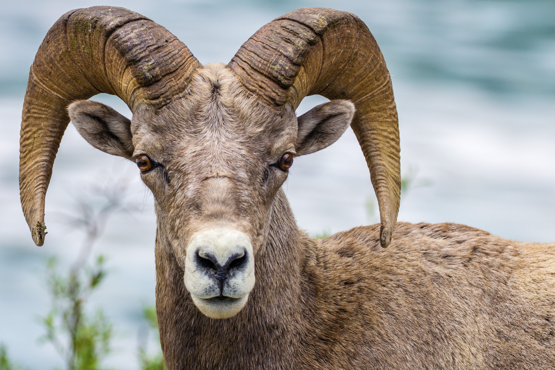 Canon EOS 550D (EOS Rebel T2i / EOS Kiss X4) sample photo. Bighorn staredown photography