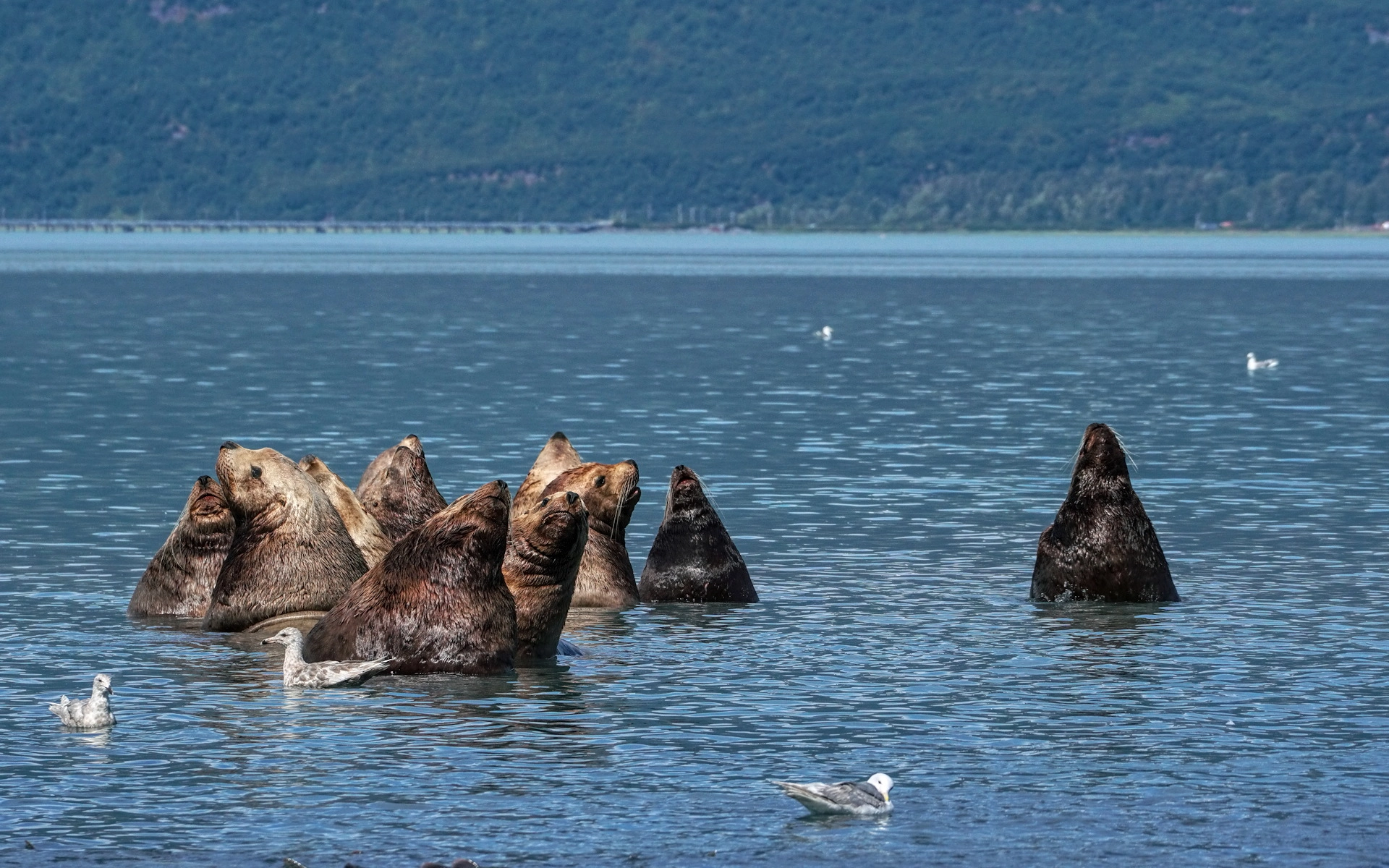 Sony a6300 + Sony FE 70-200mm F4 G OSS sample photo. Sea lion siesta photography