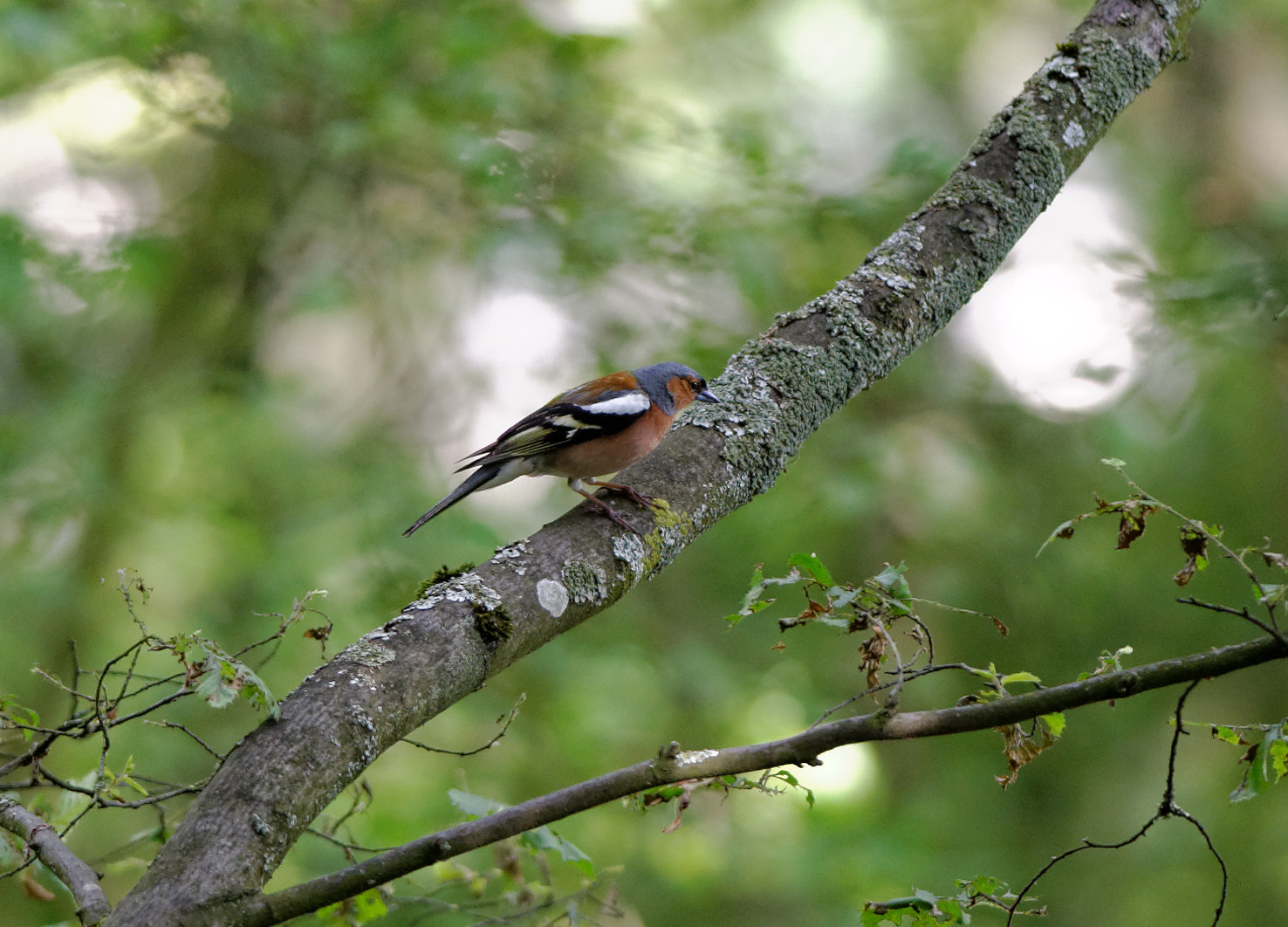 Nikon D700 + Nikon AF-S Nikkor 300mm F4D ED-IF sample photo. Pinson des arbres - fringilla coelebs photography