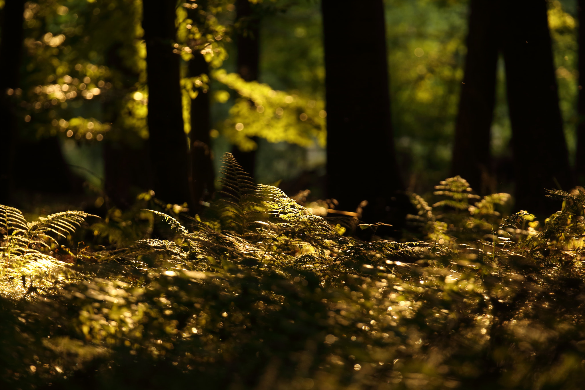 Canon EF 70-200mm F2.8L IS II USM sample photo. Evening in the forest photography