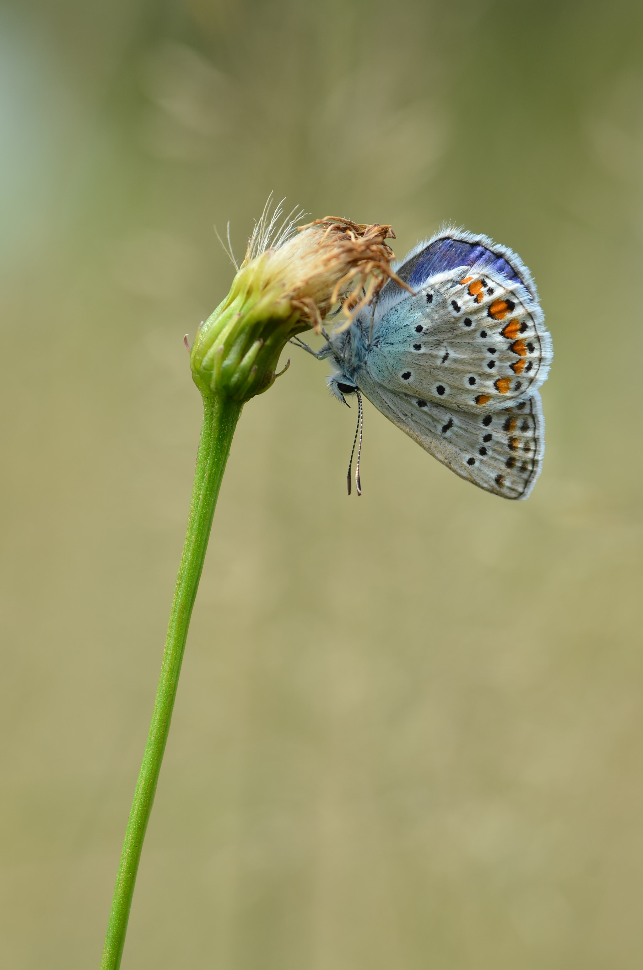 Tamron SP AF 90mm F2.8 Di Macro sample photo. Les bleu trois photography