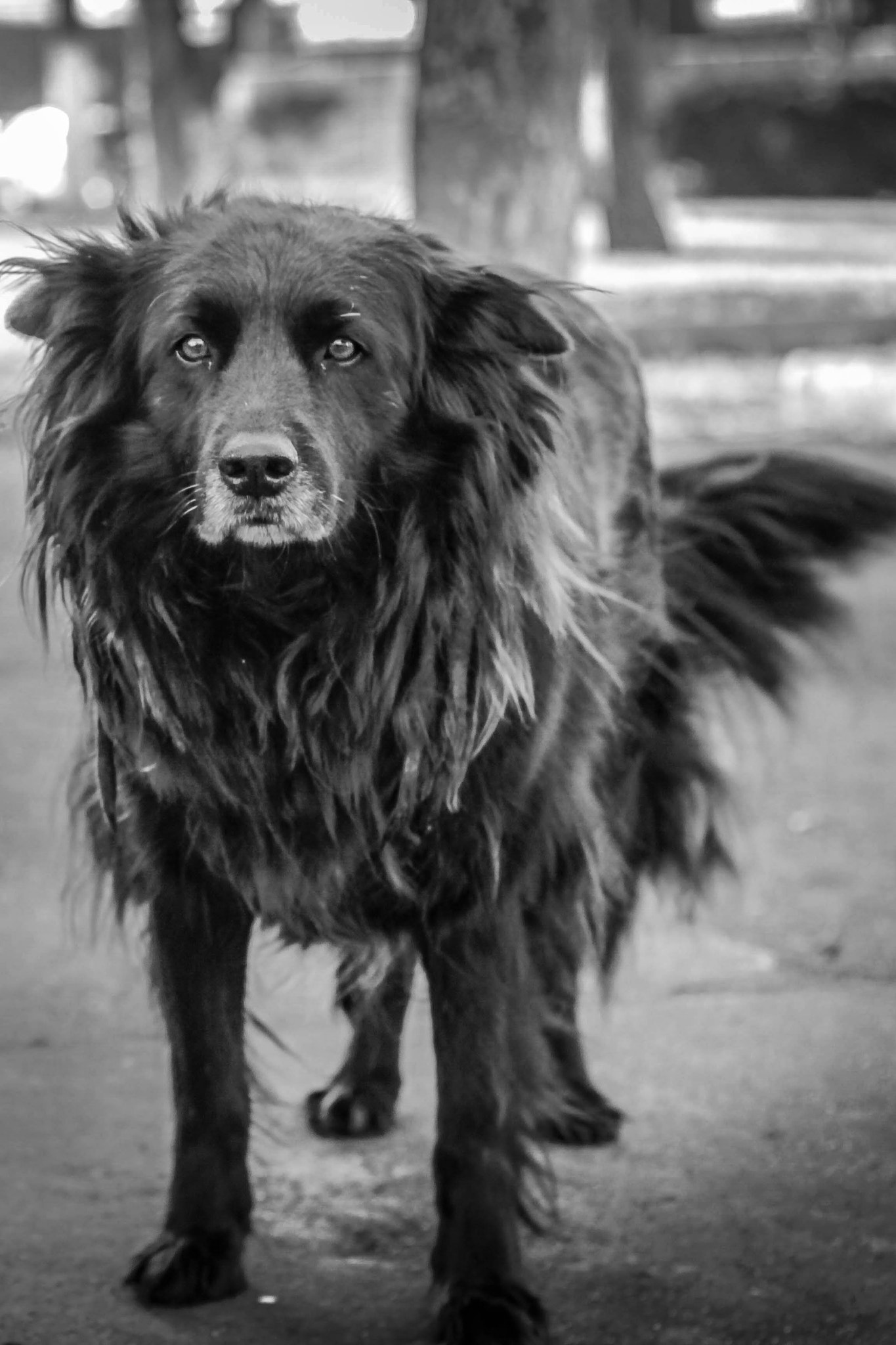 Canon EOS 7D + Canon EF 50mm F1.8 II sample photo. La negra photography