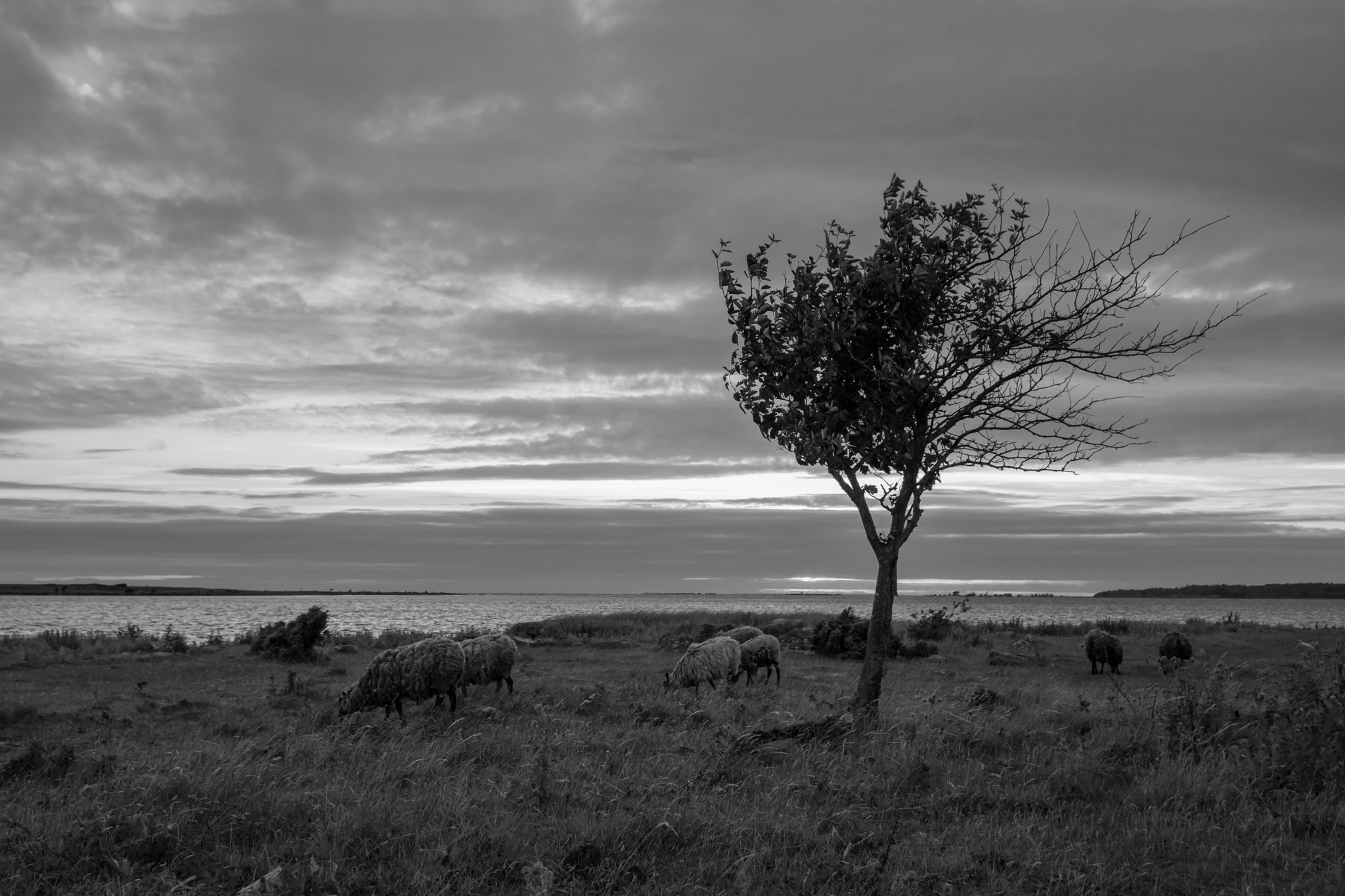 Canon EOS M3 sample photo. Gotland - klintehamn - sheep photography