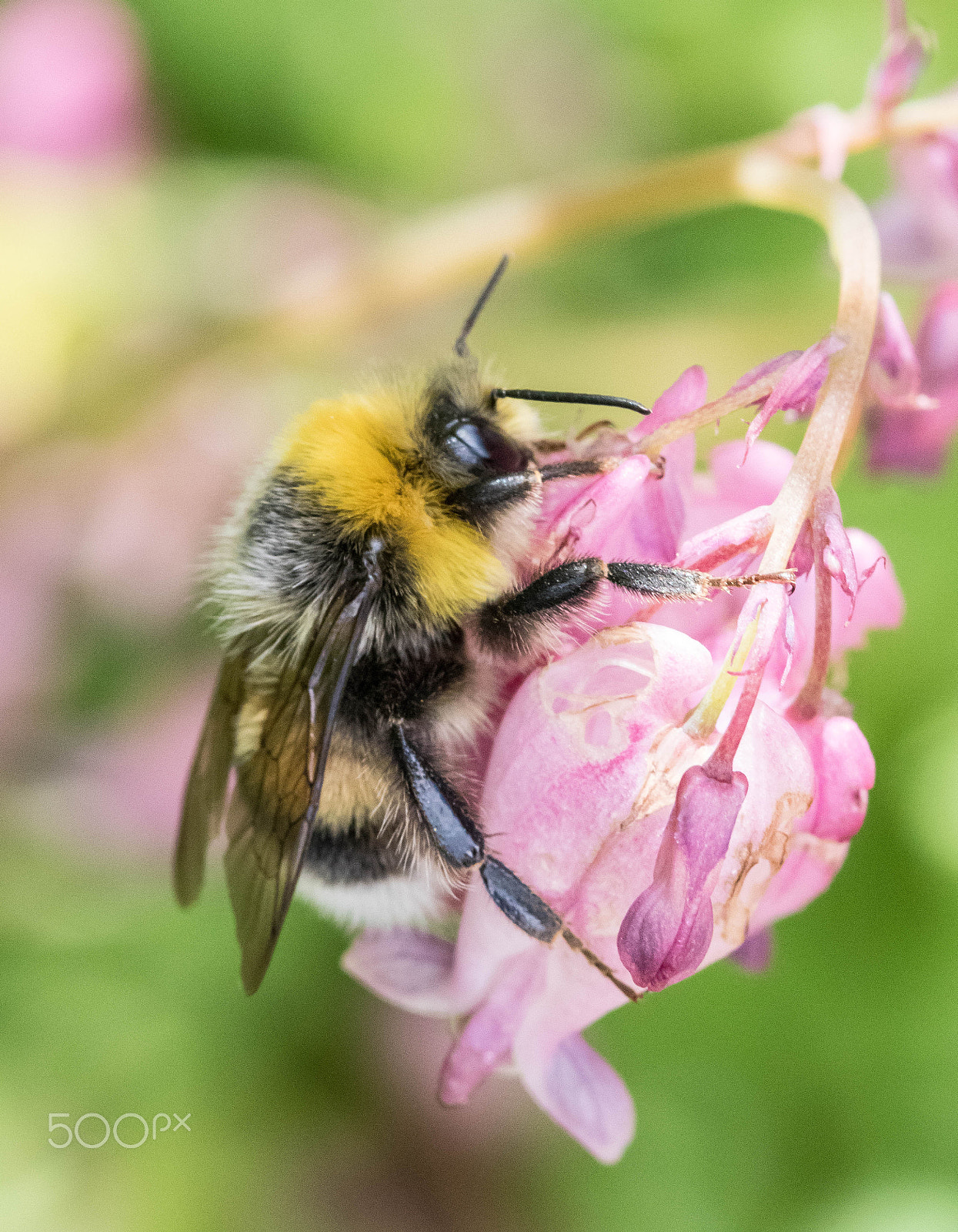 Sigma 105mm F2.8 EX DG OS HSM sample photo. Bumblebee on a flower photography