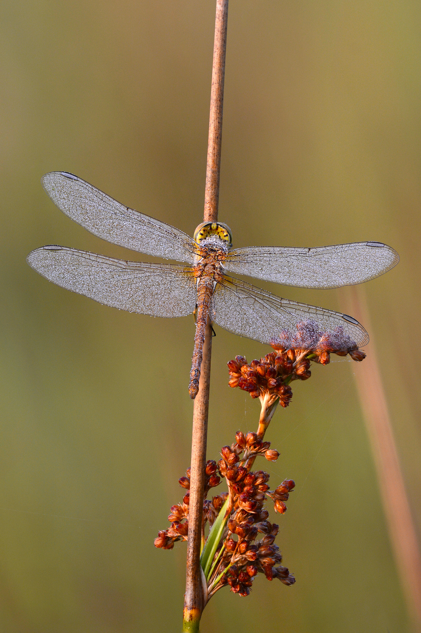 Sigma 150mm F2.8 EX DG Macro HSM sample photo. Dragonfly photography