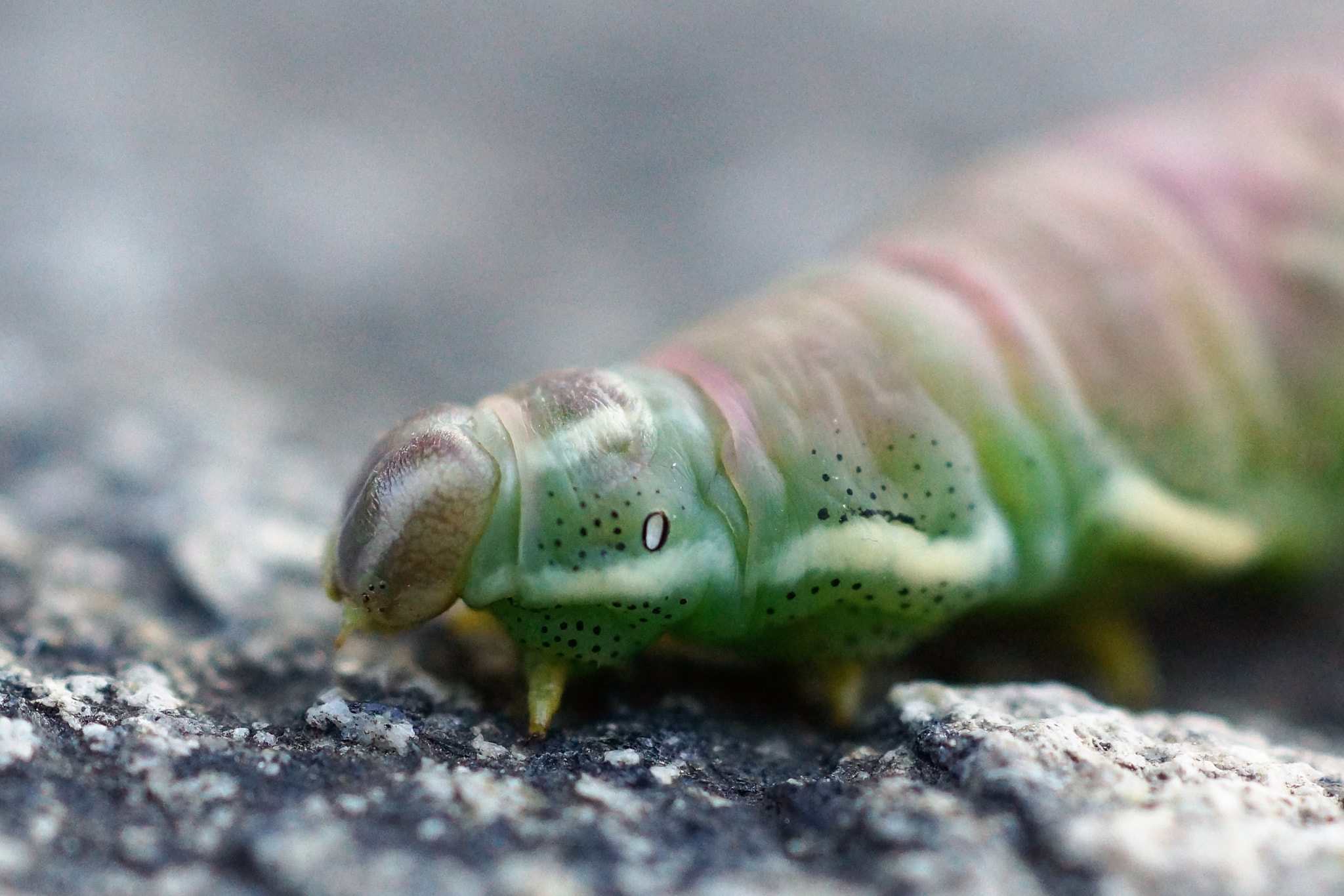 Sony SLT-A77 + Sony DT 30mm F2.8 Macro SAM sample photo. Uknown larva specie photography