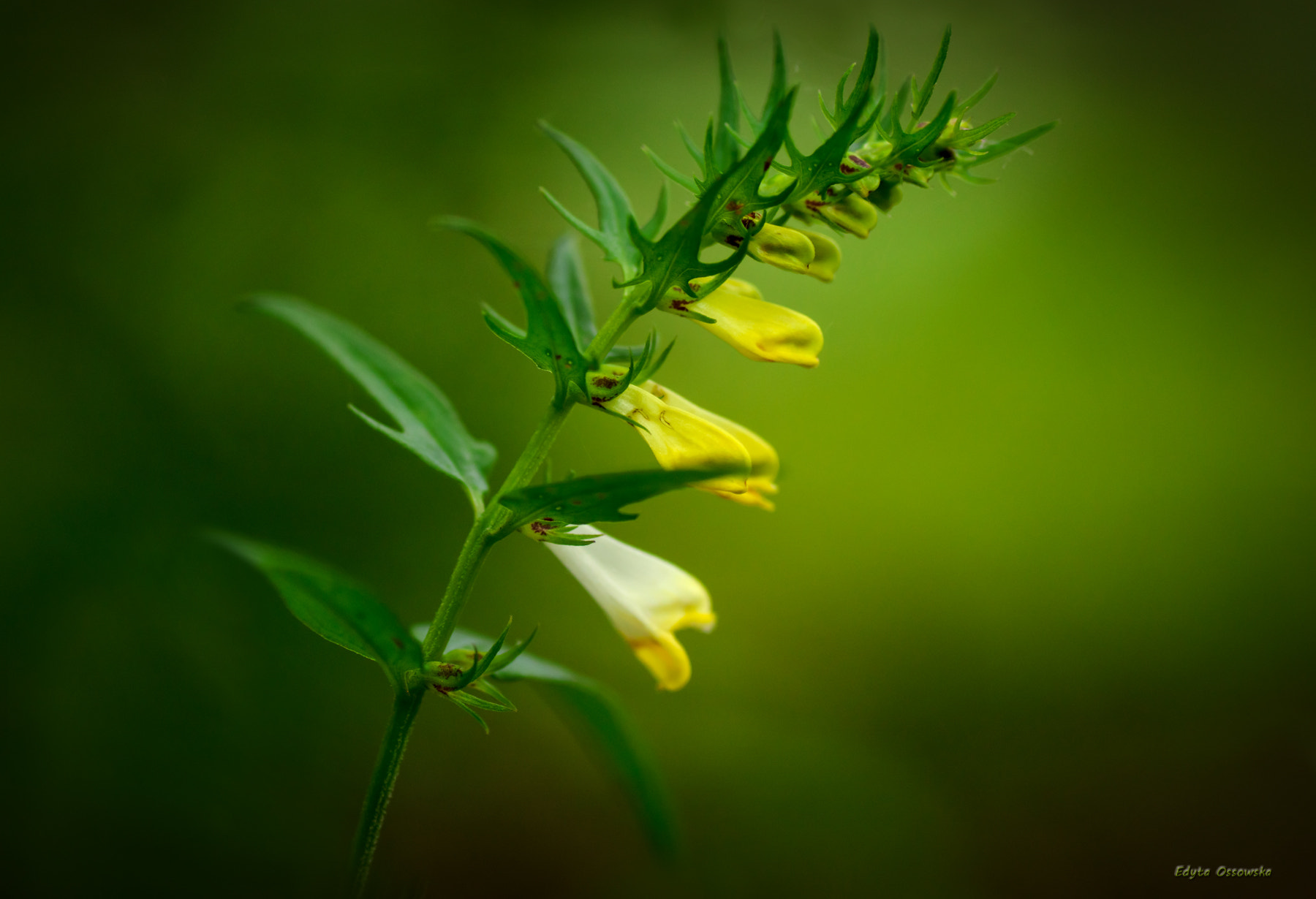 Sony SLT-A77 + Tamron SP AF 90mm F2.8 Di Macro sample photo. Following light photography