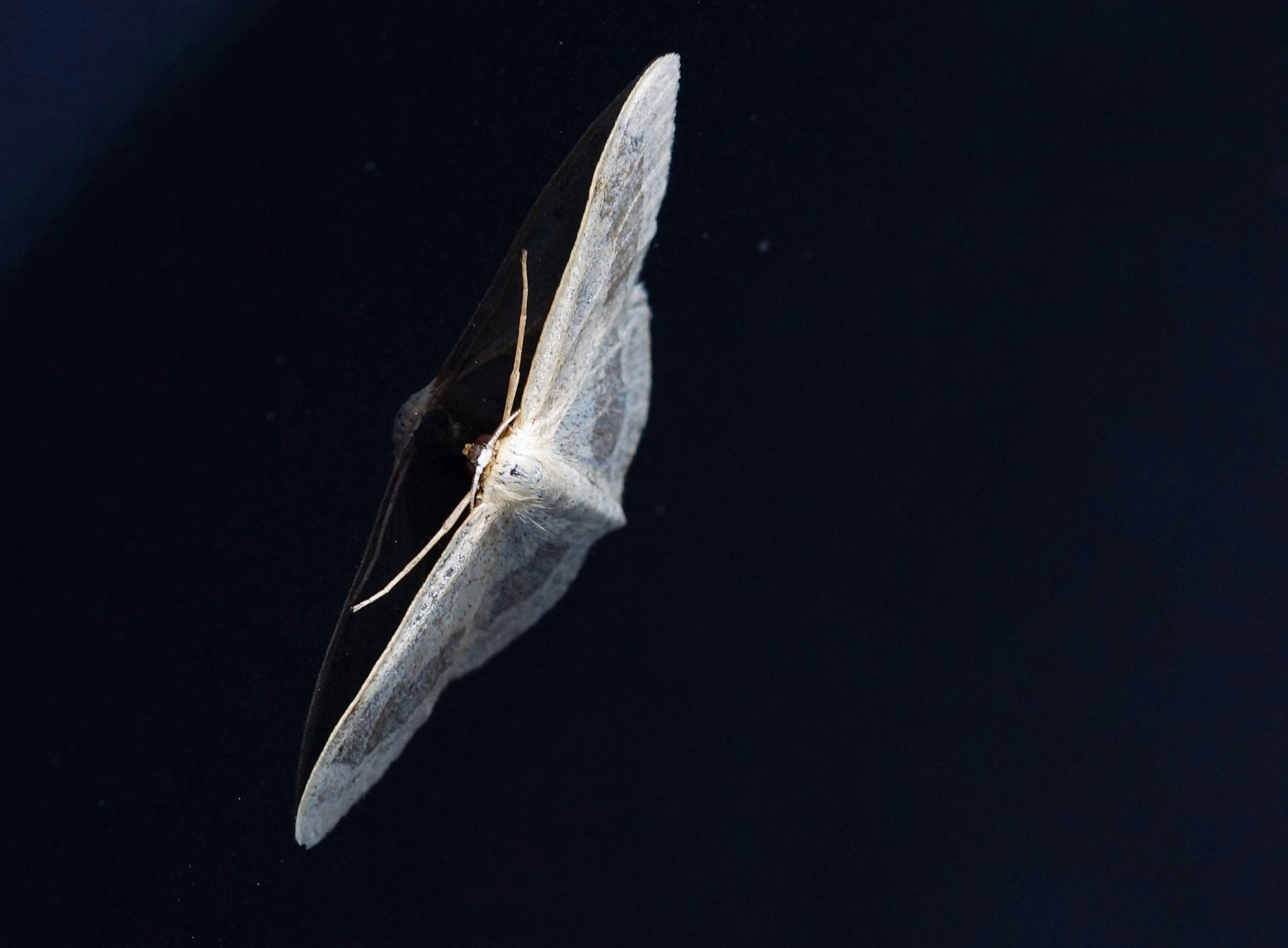 Sony SLT-A77 + Sony DT 30mm F2.8 Macro SAM sample photo. Who is a pretty moth? photography