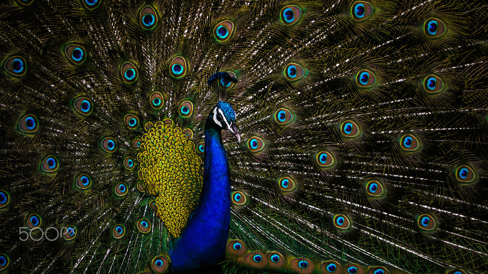 Panasonic Lumix G Vario 45-200mm F4-5.6 OIS sample photo. The peacock king photography