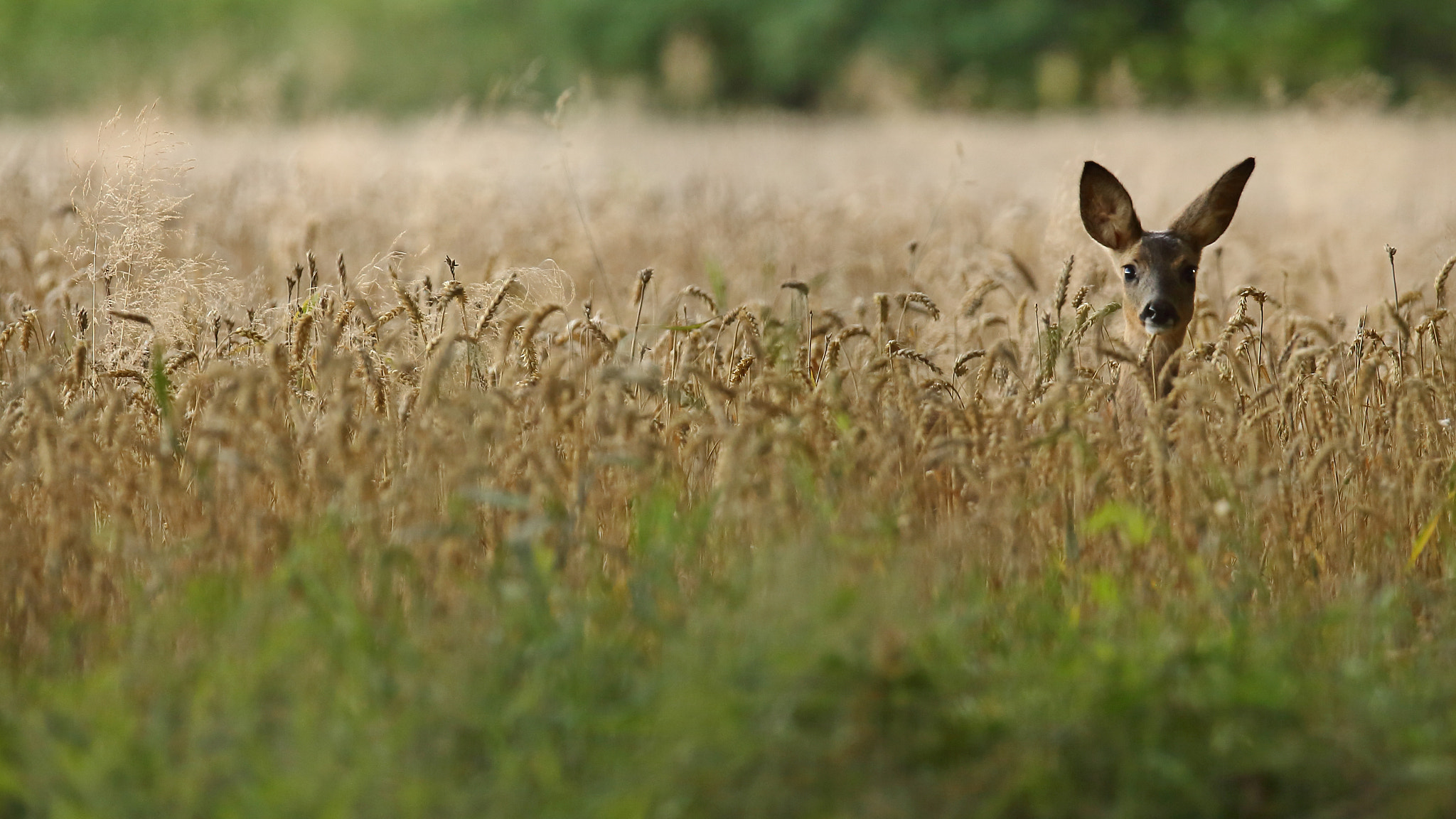 Canon EF 70-200mm F2.8L IS II USM sample photo. Reh photography