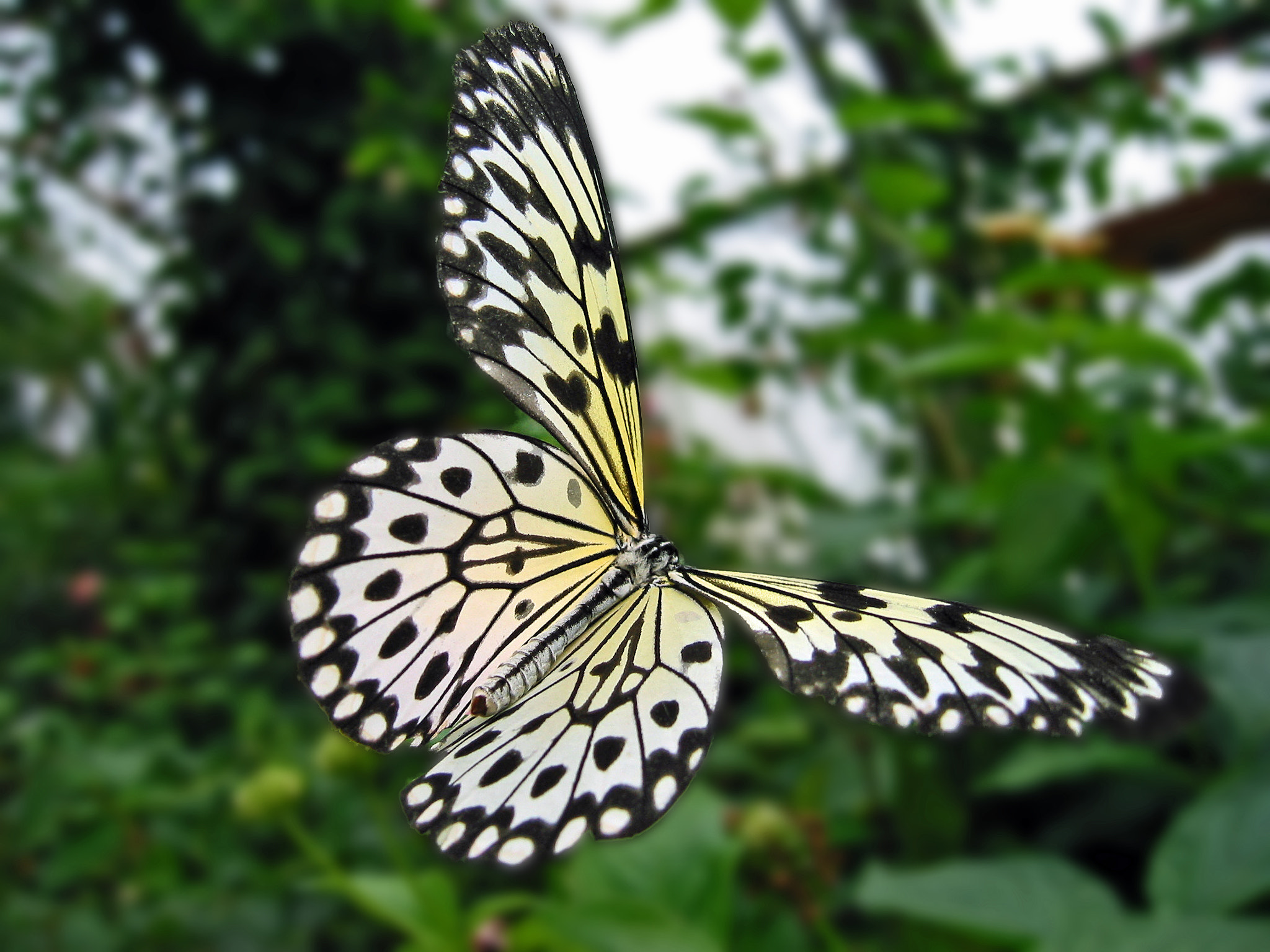 Canon EOS 450D (EOS Rebel XSi / EOS Kiss X2) + EF75-300mm f/4-5.6 sample photo. Butterfly in flight photography