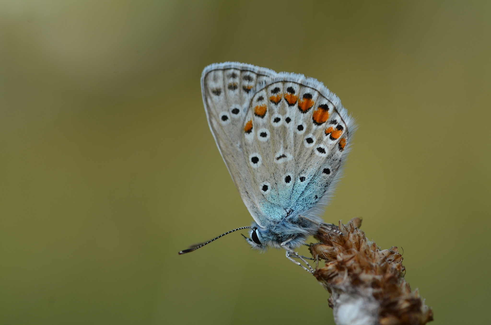 Tamron SP AF 90mm F2.8 Di Macro sample photo. Hayfield sights part two photography
