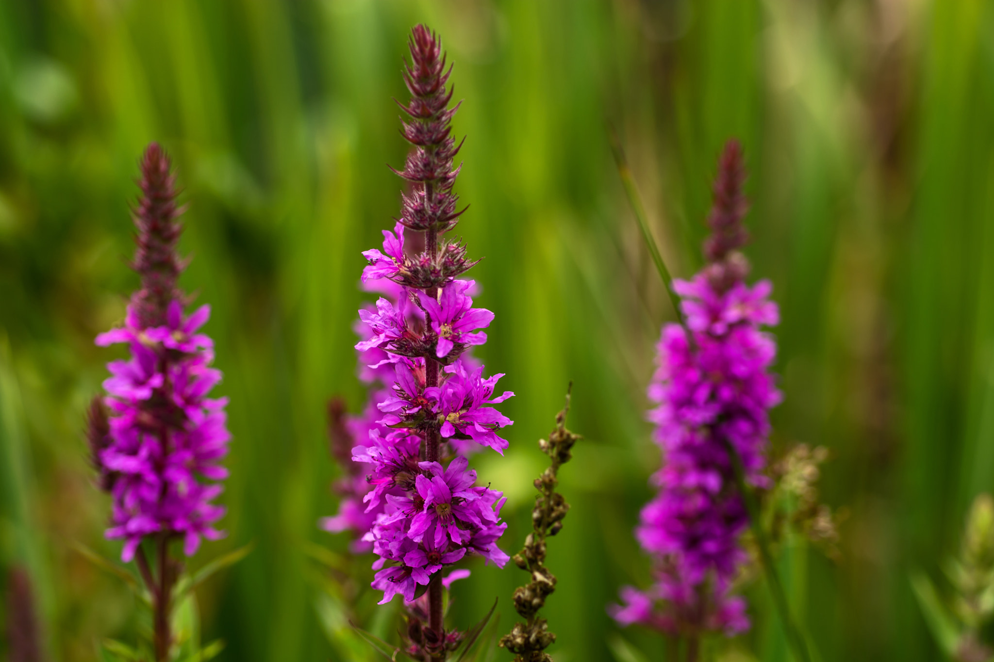 Nikon D7100 + AF Micro-Nikkor 60mm f/2.8 sample photo. A splash of colour! photography