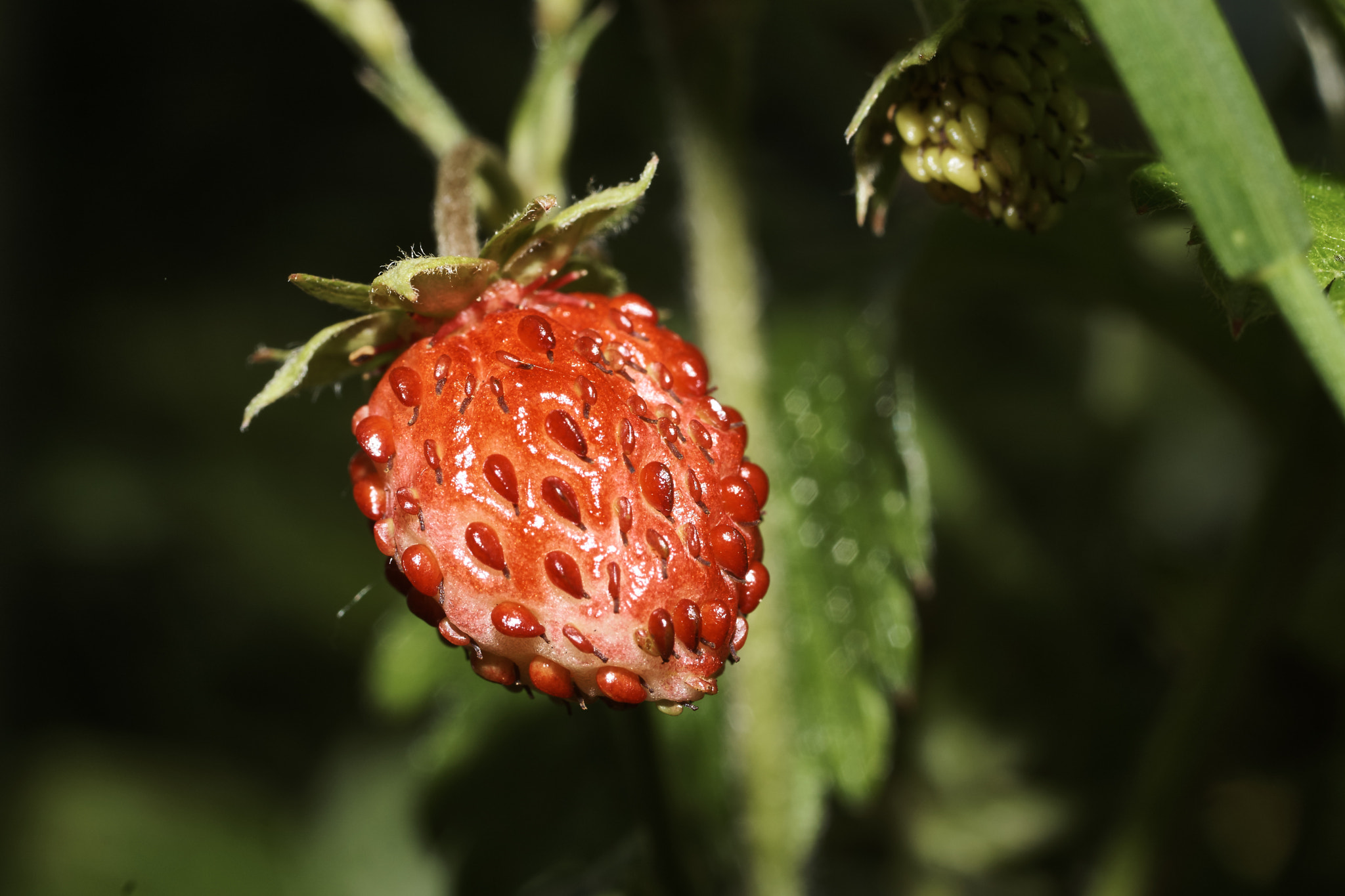 MACRO 50mm F2.8 sample photo