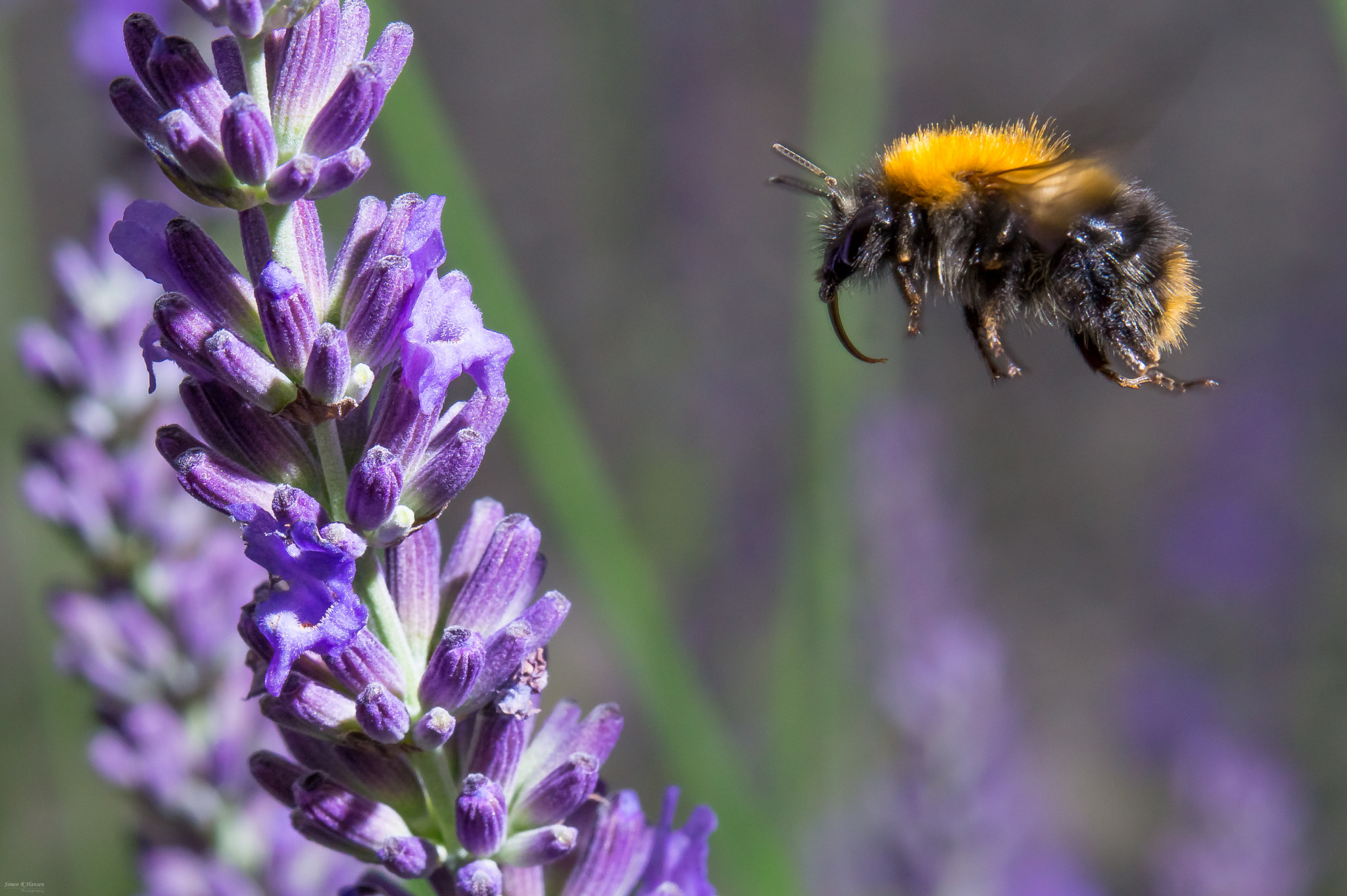 Sony SLT-A58 sample photo. Bumblebee in for landing photography