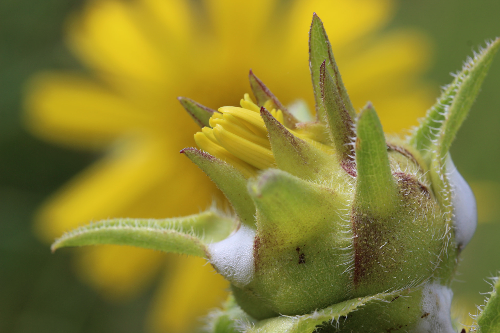 Canon EF-S 60mm F2.8 Macro USM sample photo. Emerging photography