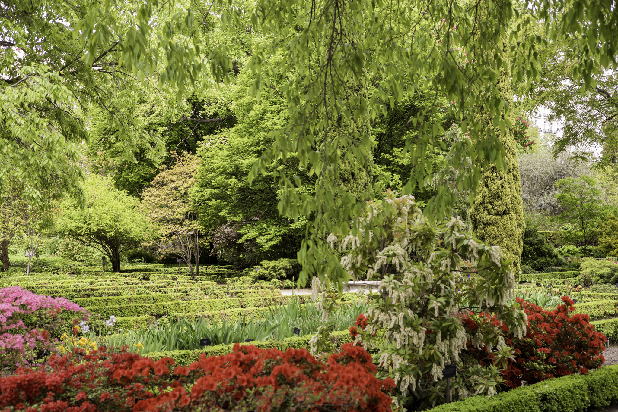 Leica M (Typ 240) + Leica Summarit-M 50mm F2.5 sample photo. Royal botanical gardens madrid.jpg photography